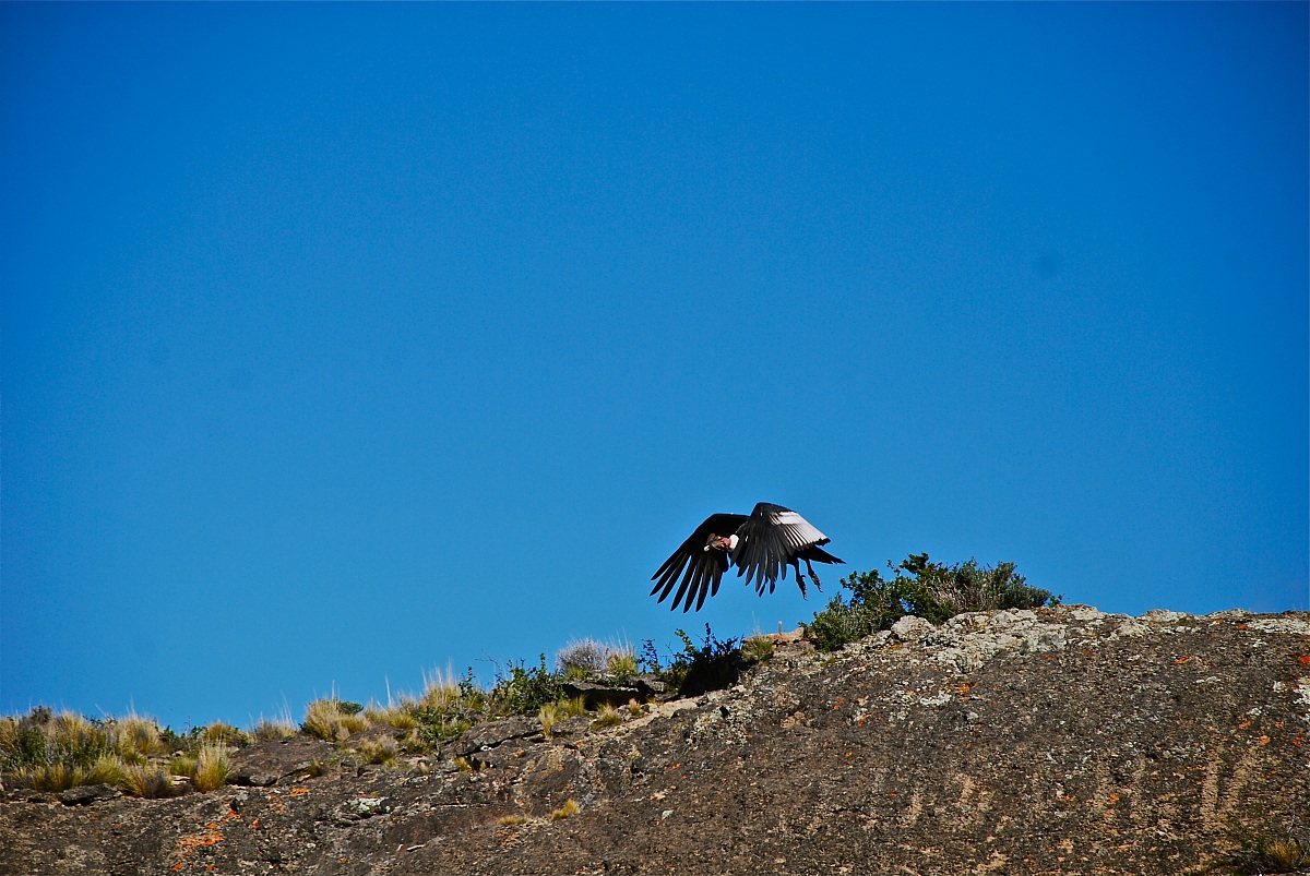 Condor delle Ande. Vultur gryphus.