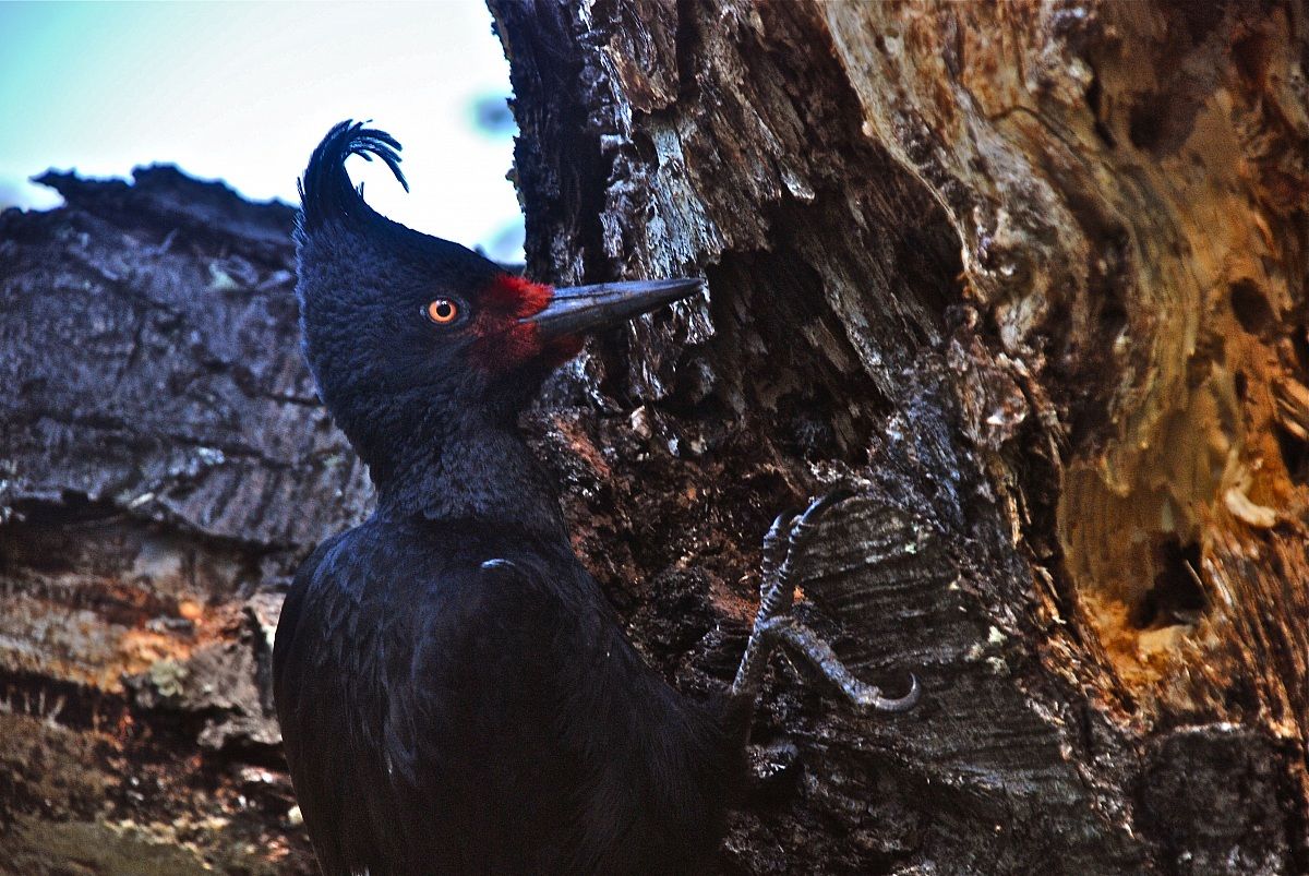 Carpintero negro, Campephilus magellanicus. Femmina