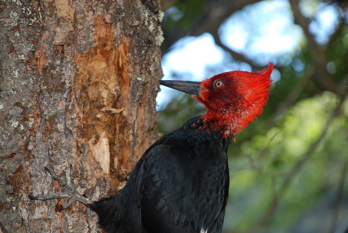 Carpintero negro, Campephilus magellanicus.Maschio.
