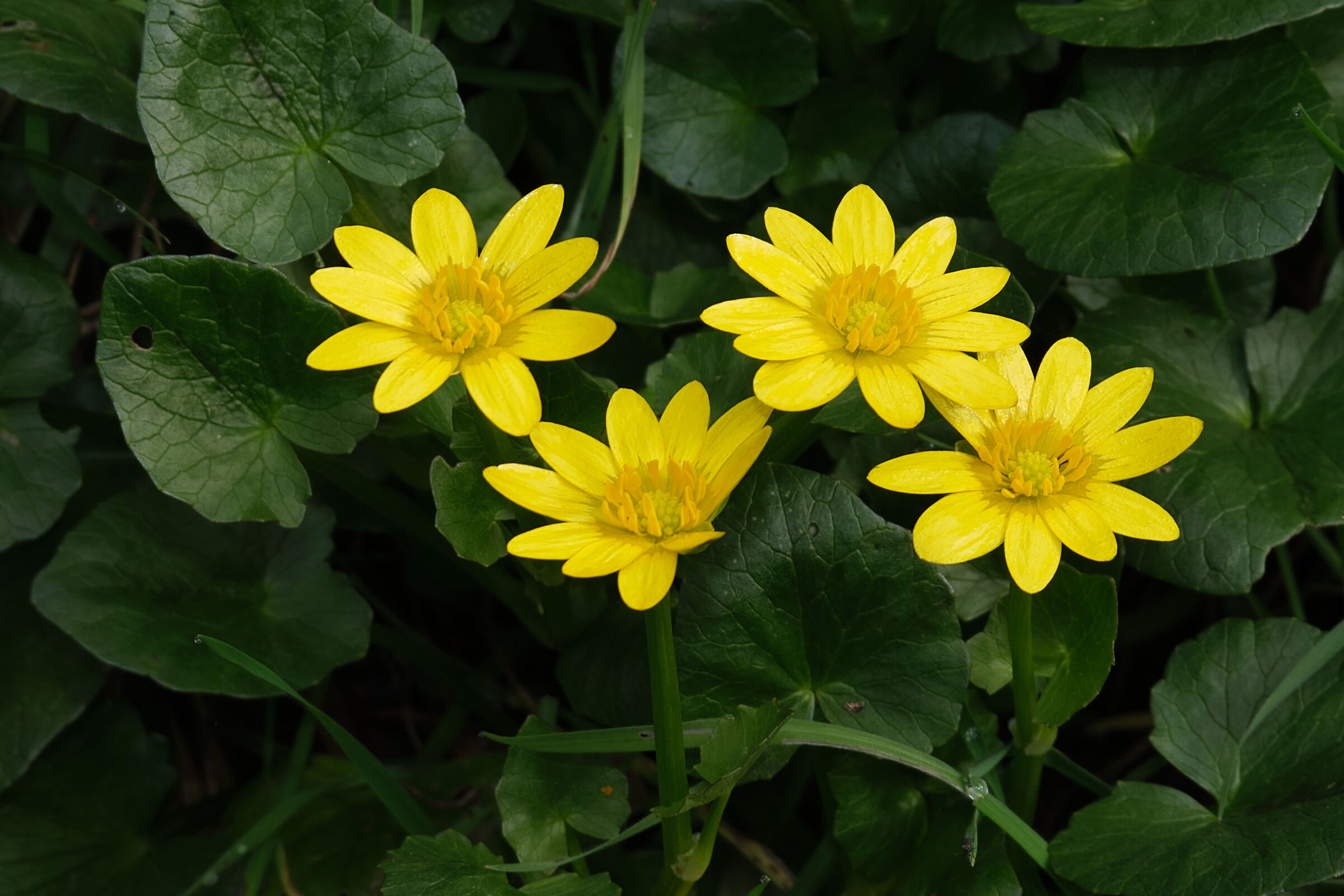 Annuncio di primavera