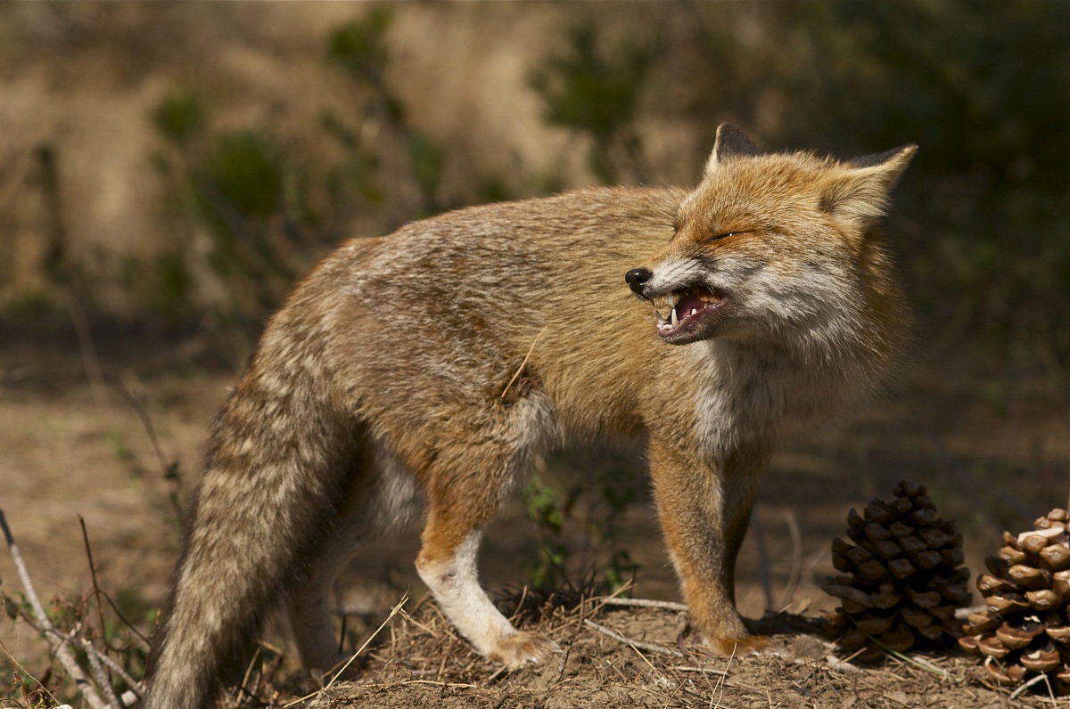 woe betide anyone who touches me to eat