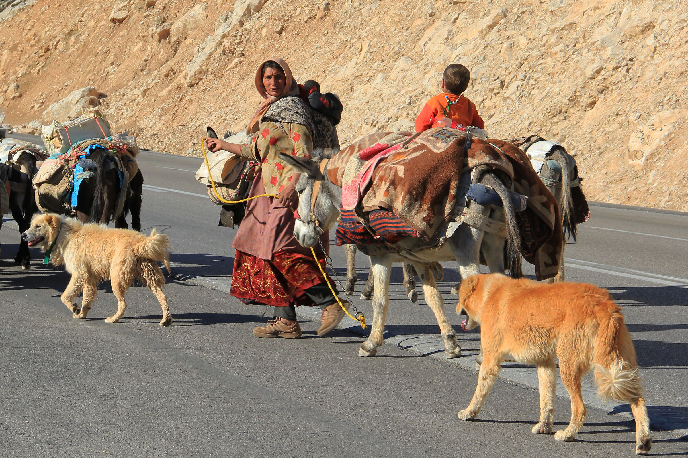 nomadic family qashqa'i in migration 2