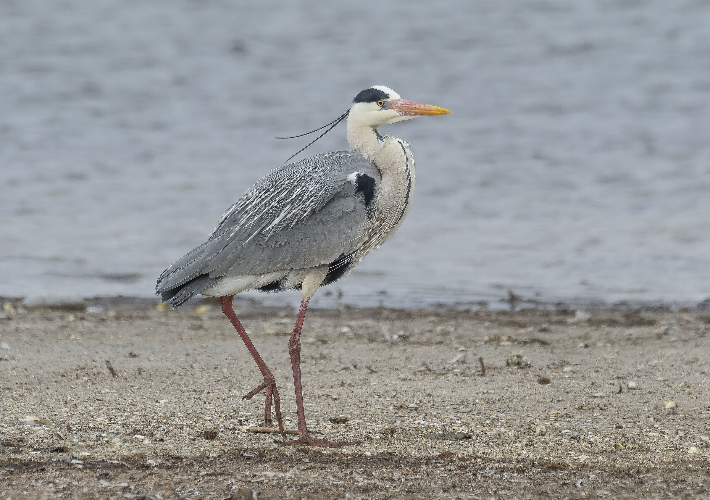 Gray heron