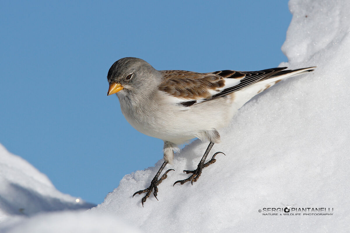 Alpine finch