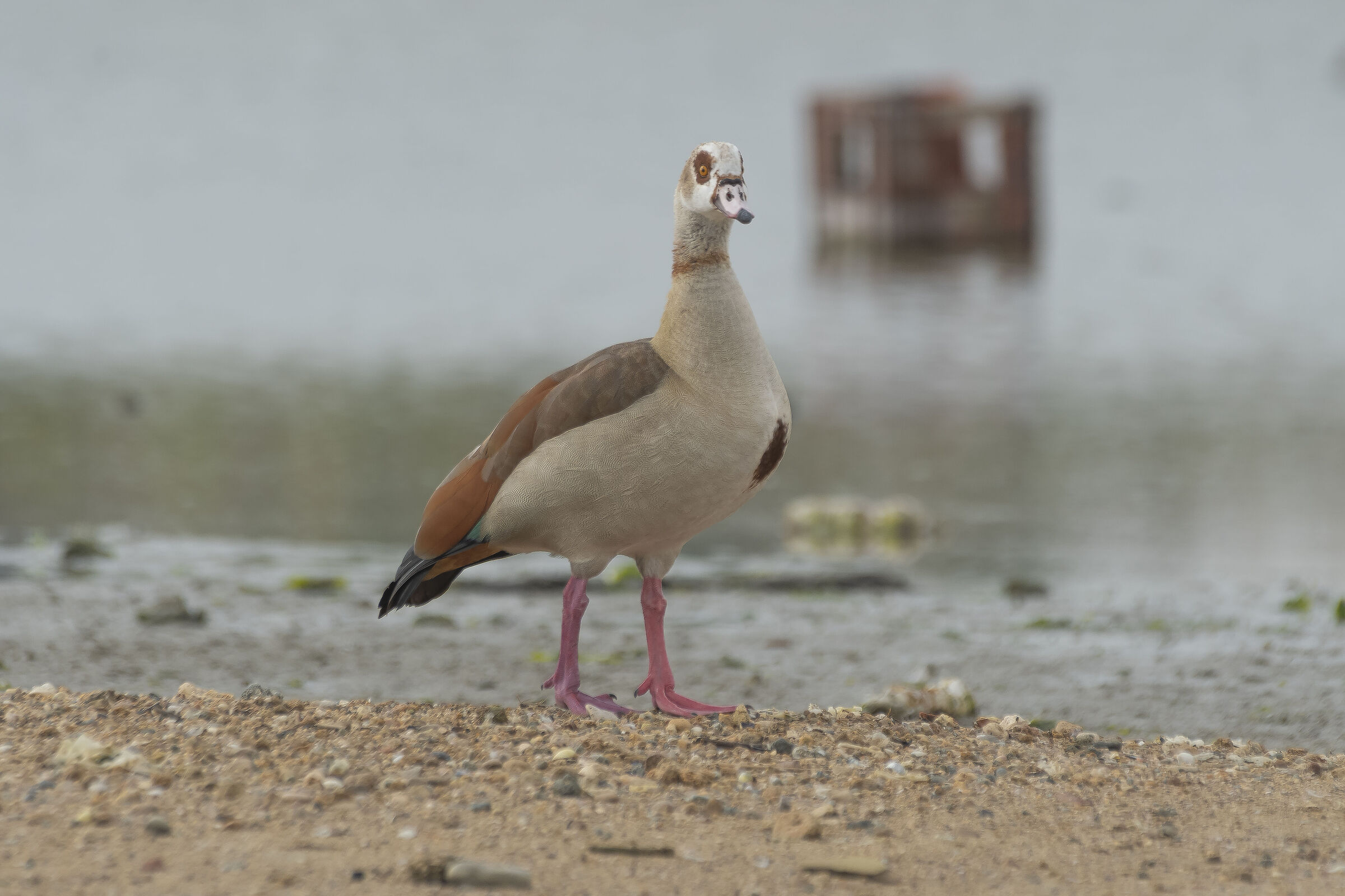 Between waste and baskets Egyptian goose