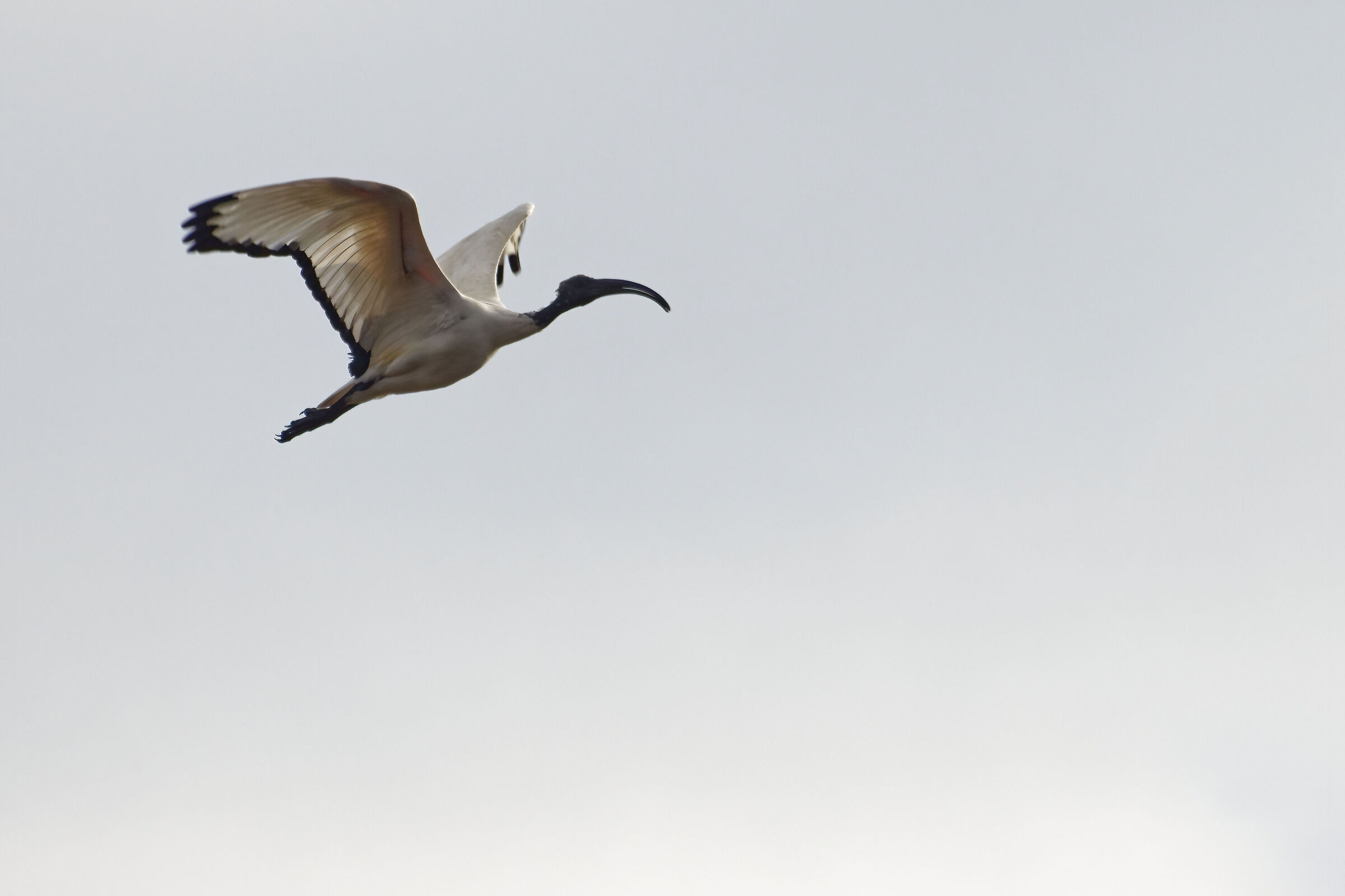 Ibis Sacro in volo