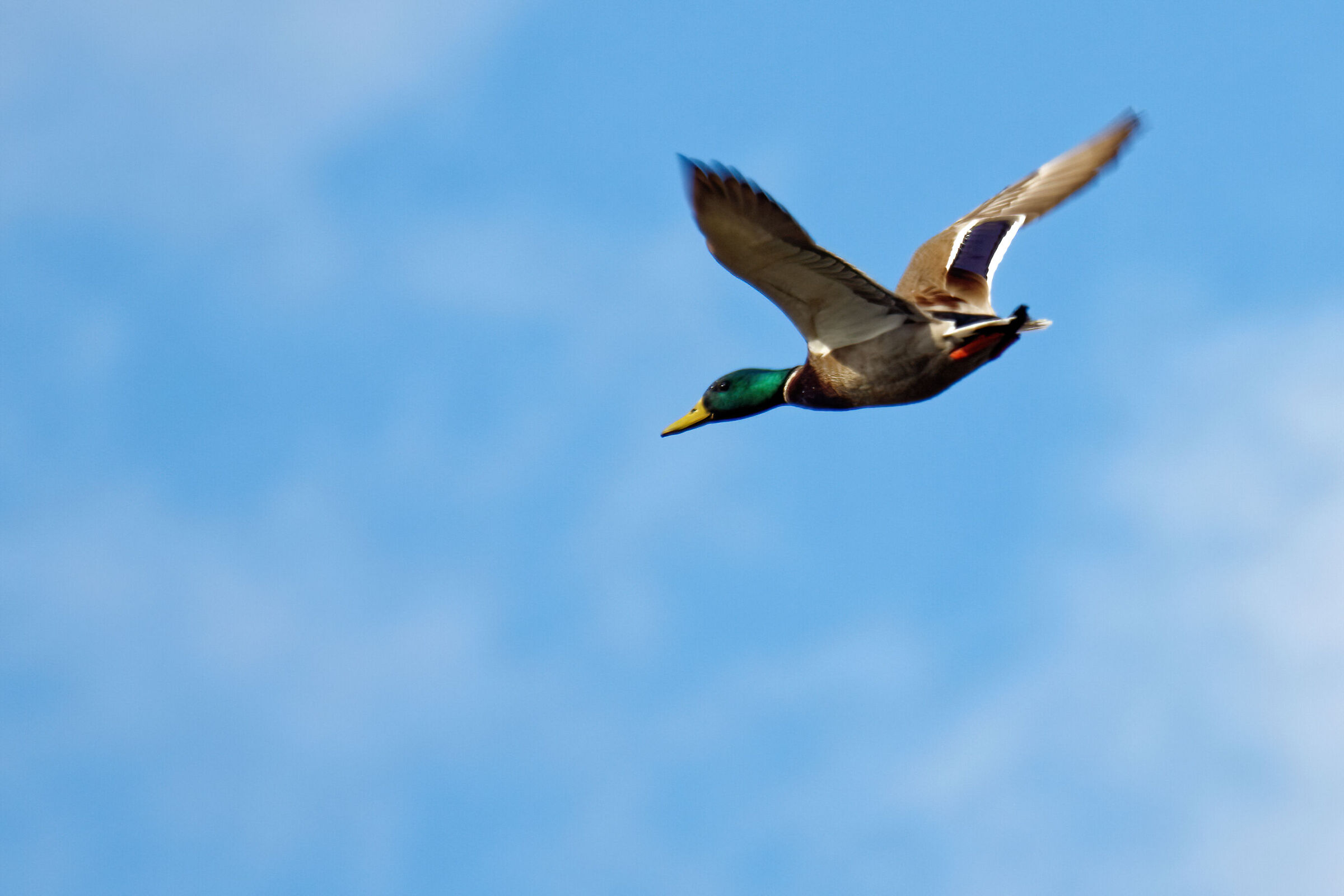 Germano Reale in volo