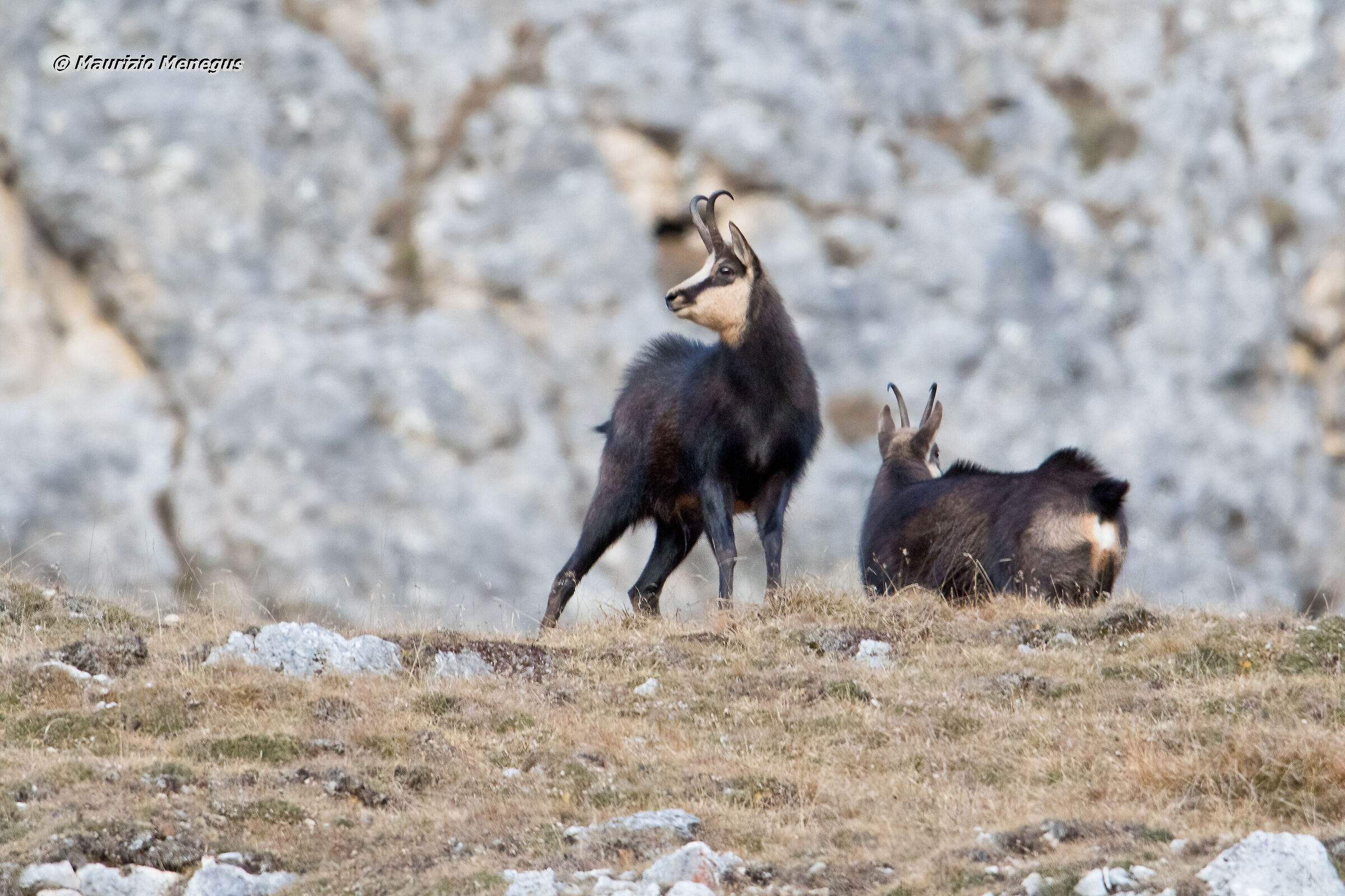 Camosci maschi nel periodo degli amori
