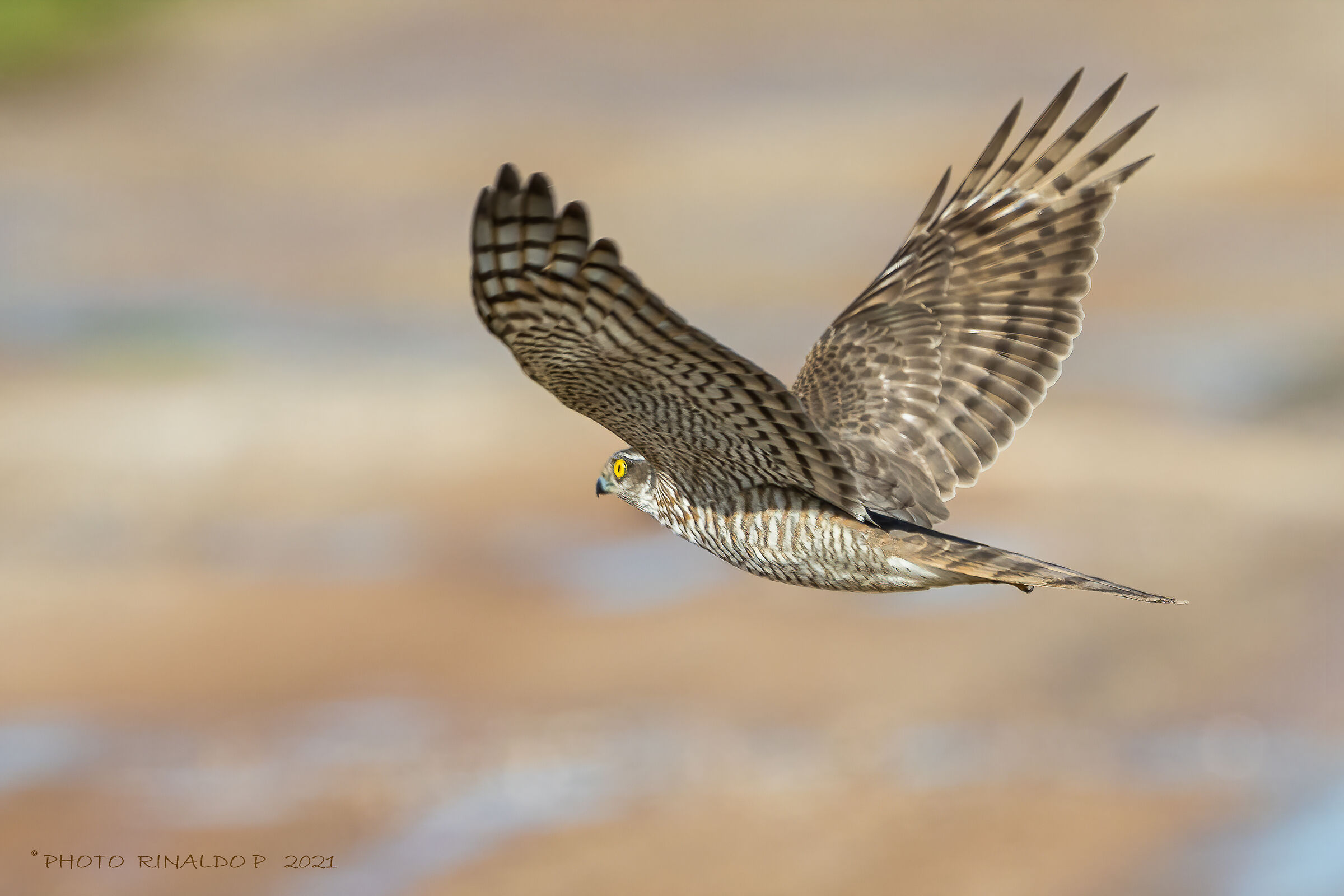 Female adult sparrowhawk on the hunt