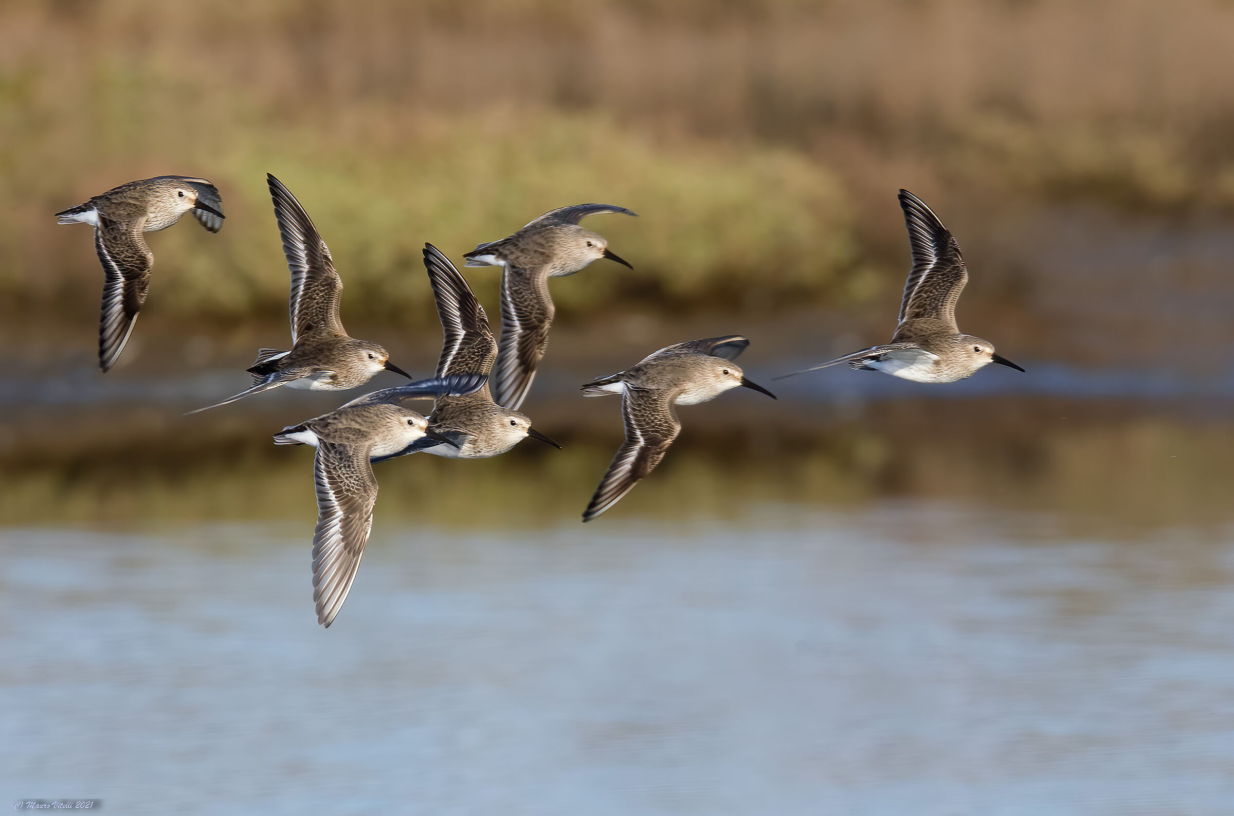 Black-bellied Rain (alpine calidris)