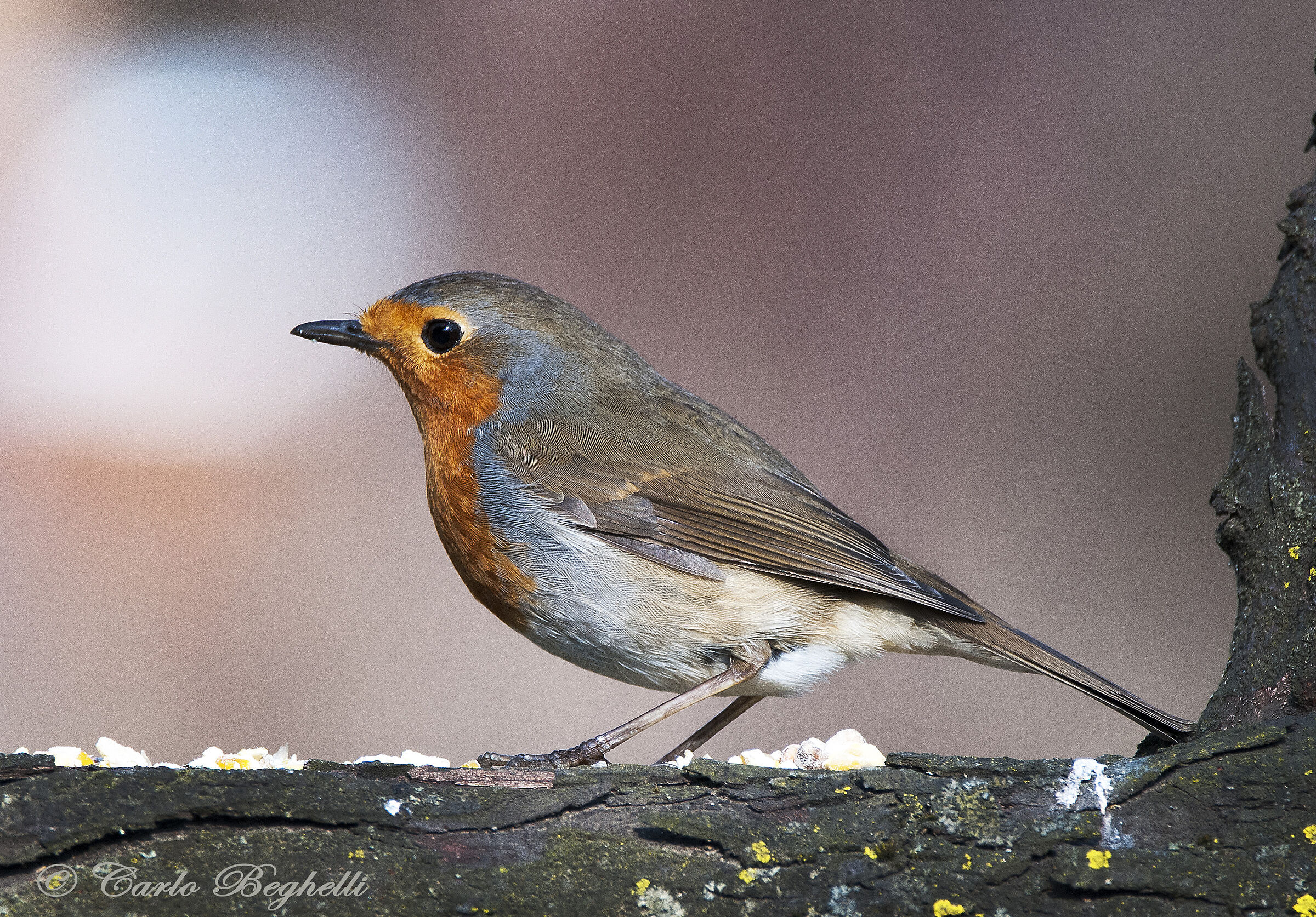 Robin