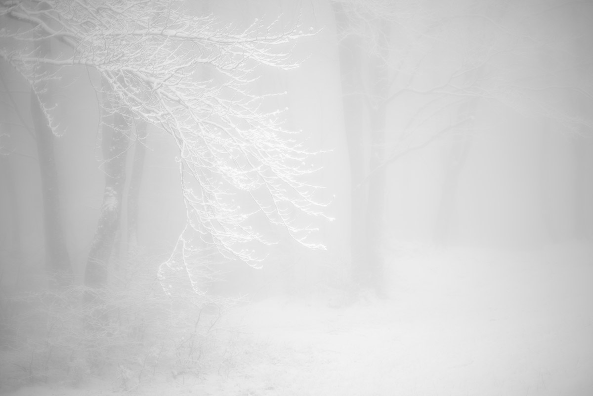 Vivere bianco