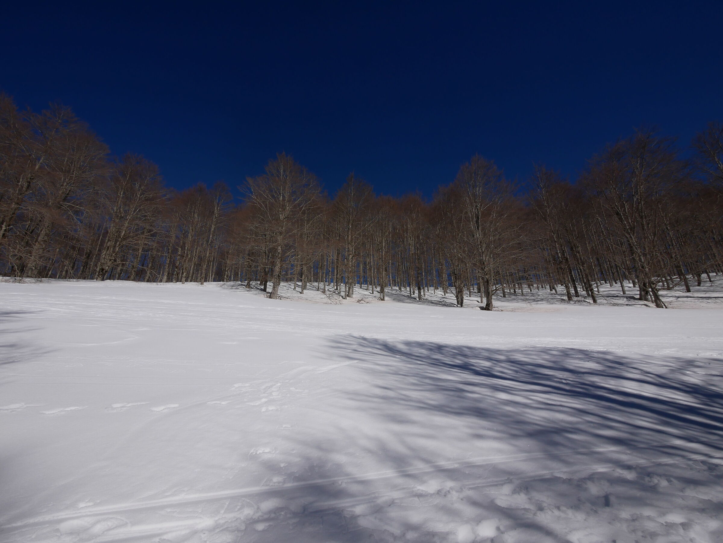 splendid white expanse