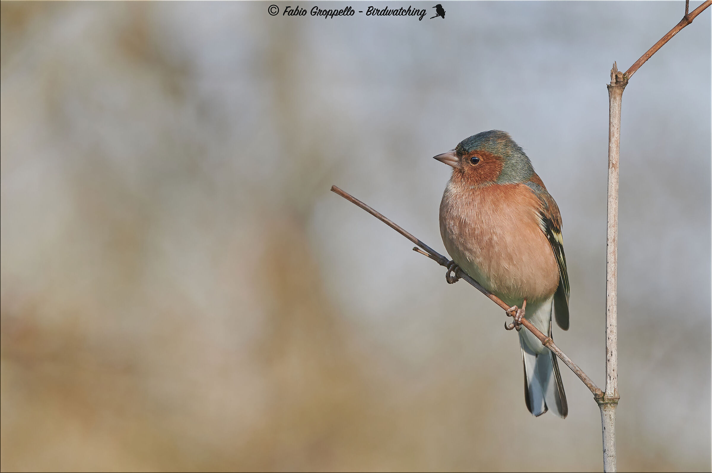 Chaffinch