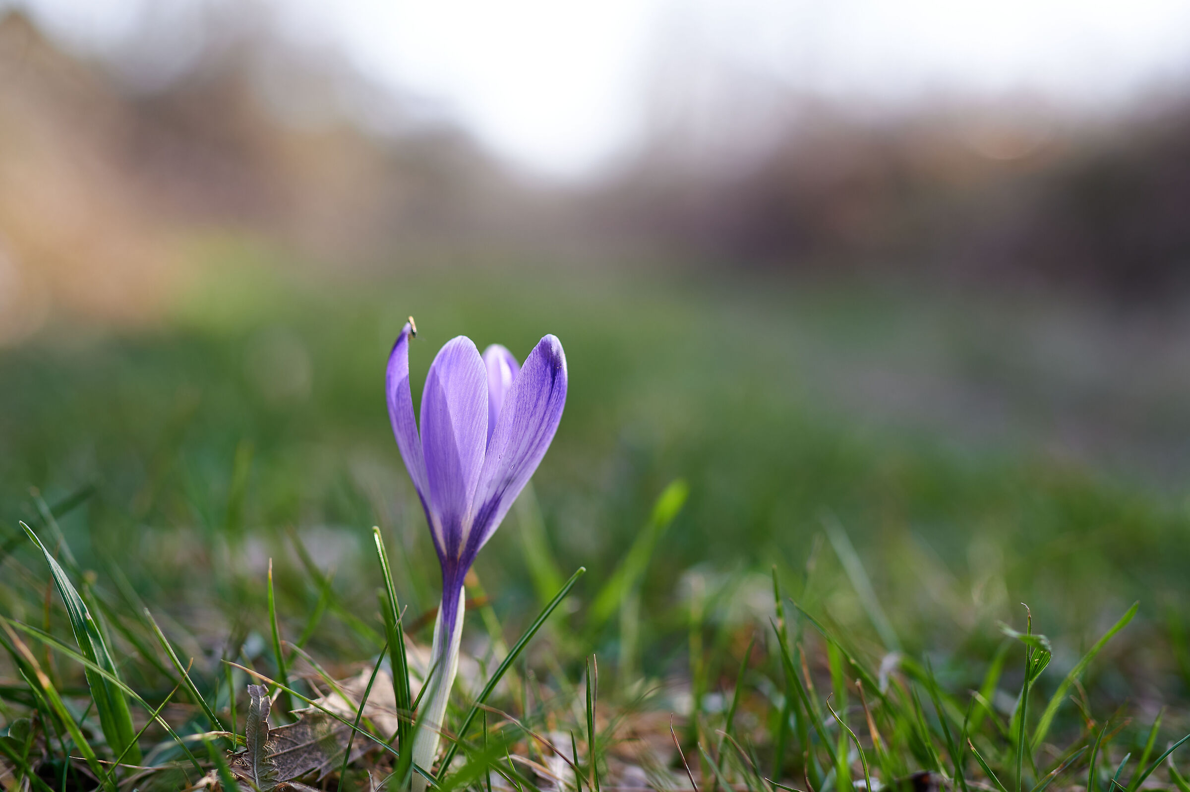 Ogni anno la magia dei crocchi!