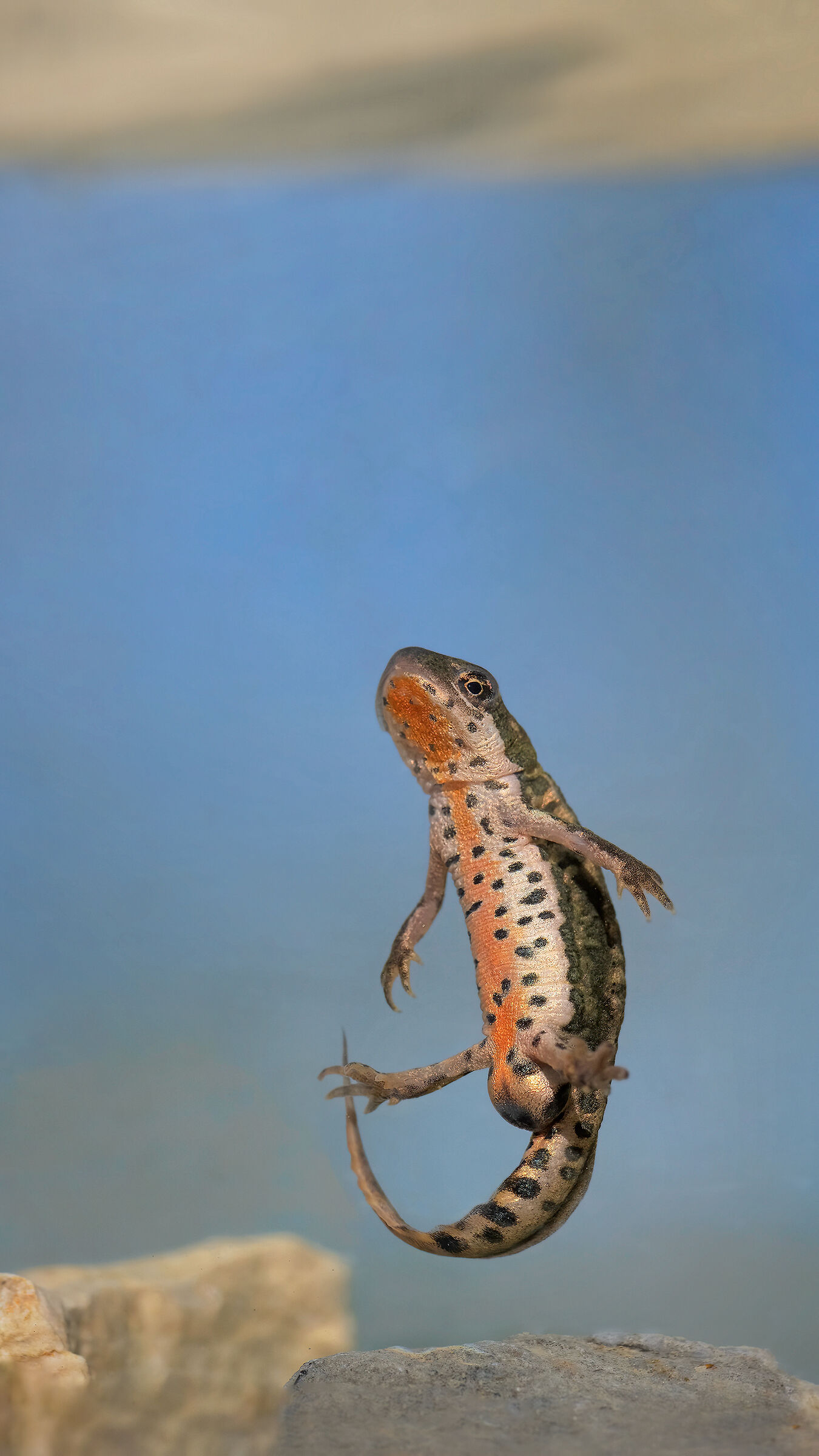 Italian Male Newt in Livery