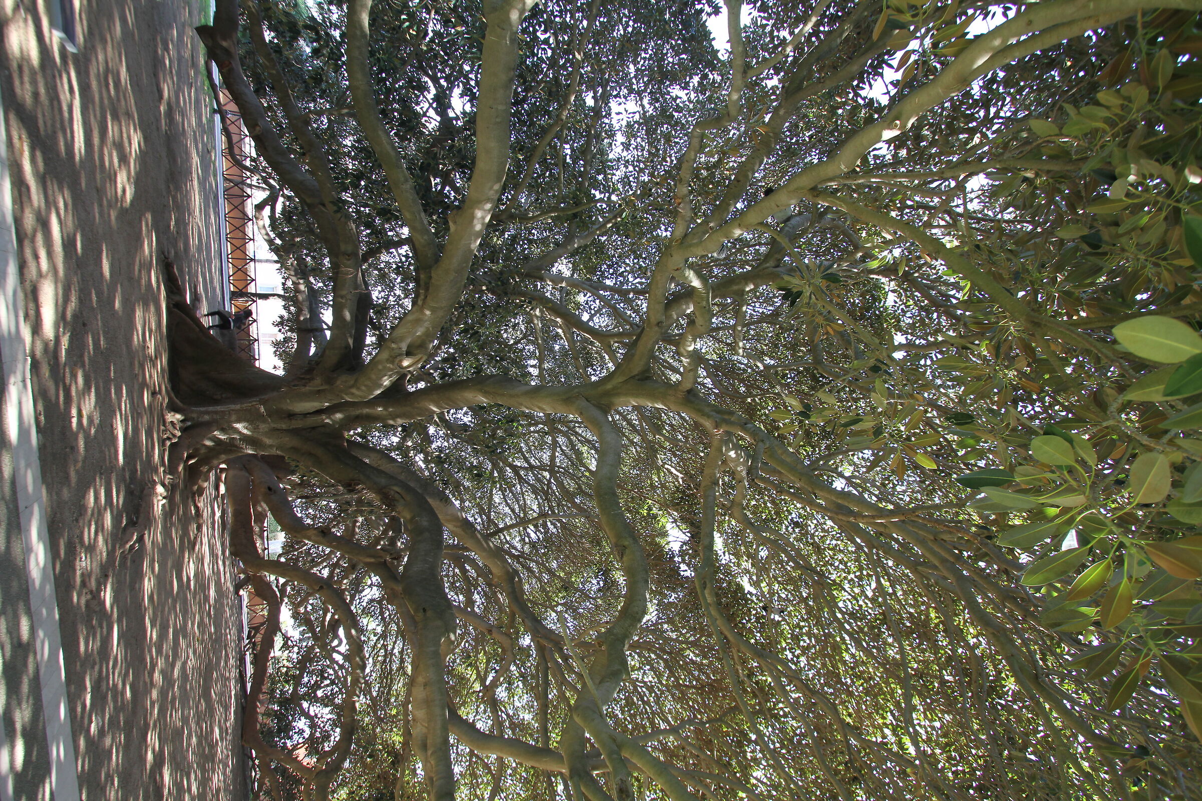 Ficus gigante