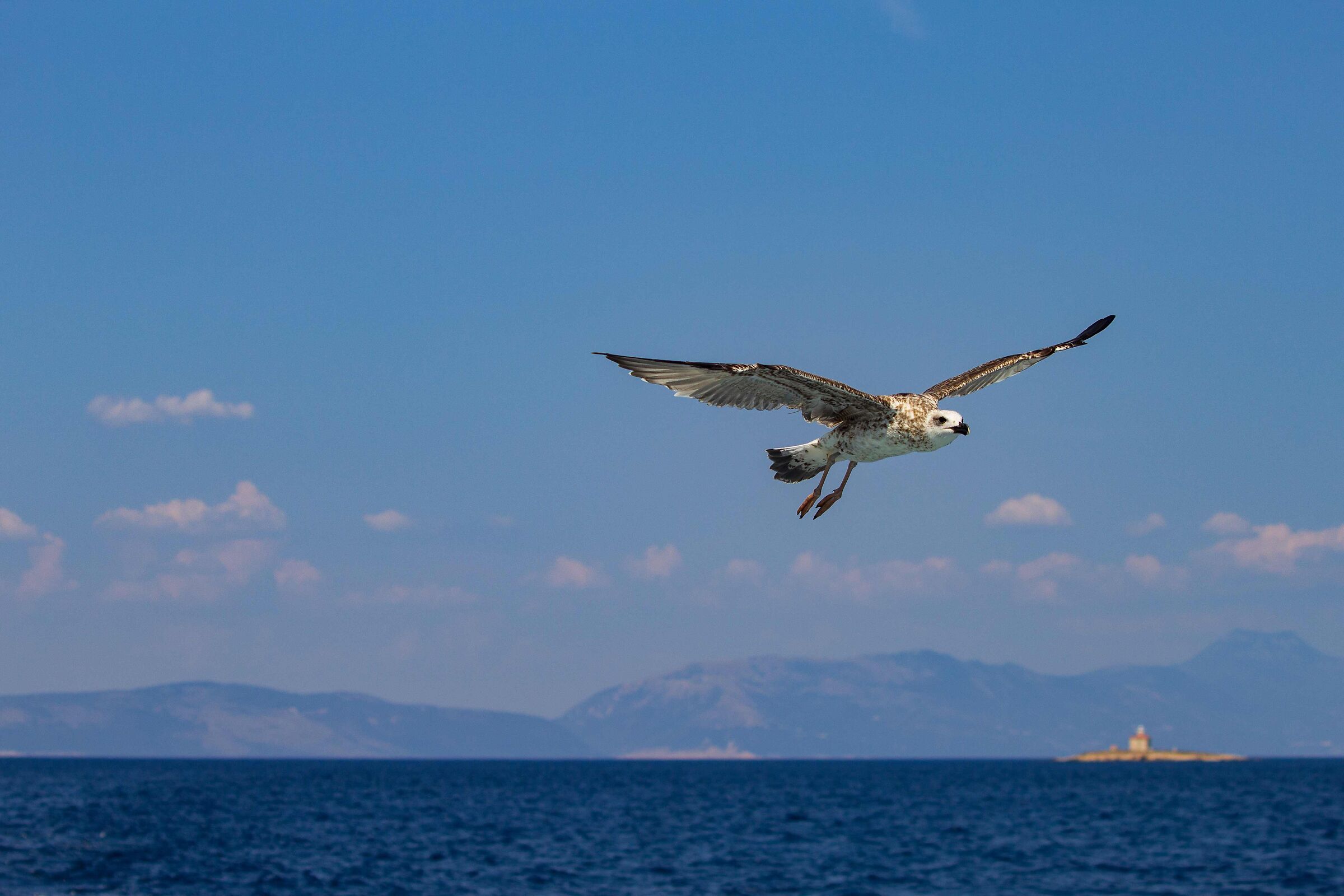 Seagull in flight