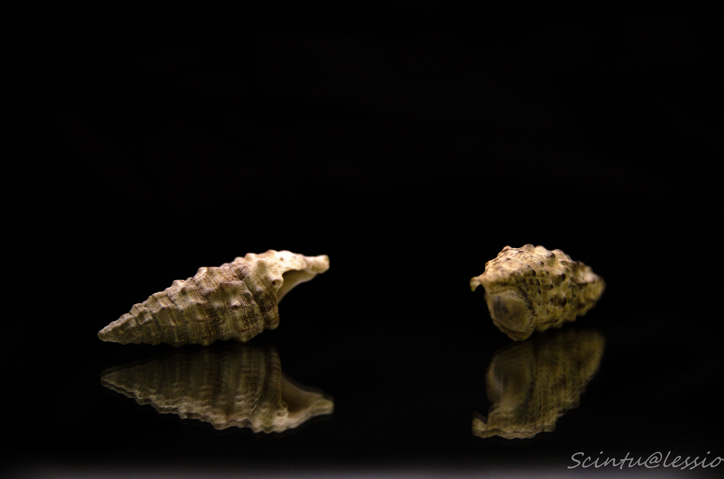 Conchiglie sullo specchio