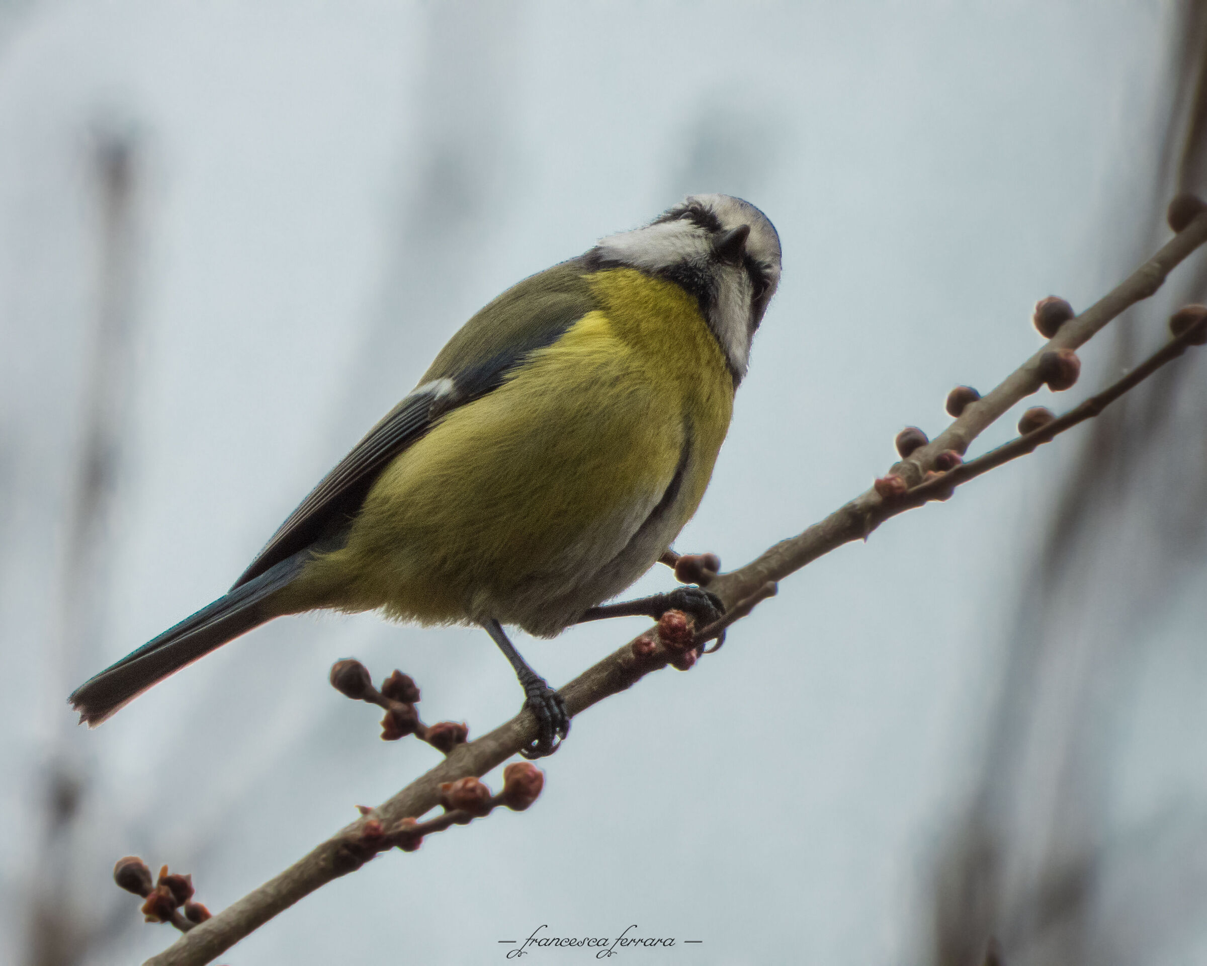 Cinciarella (Cyanistes caeruleus)_4