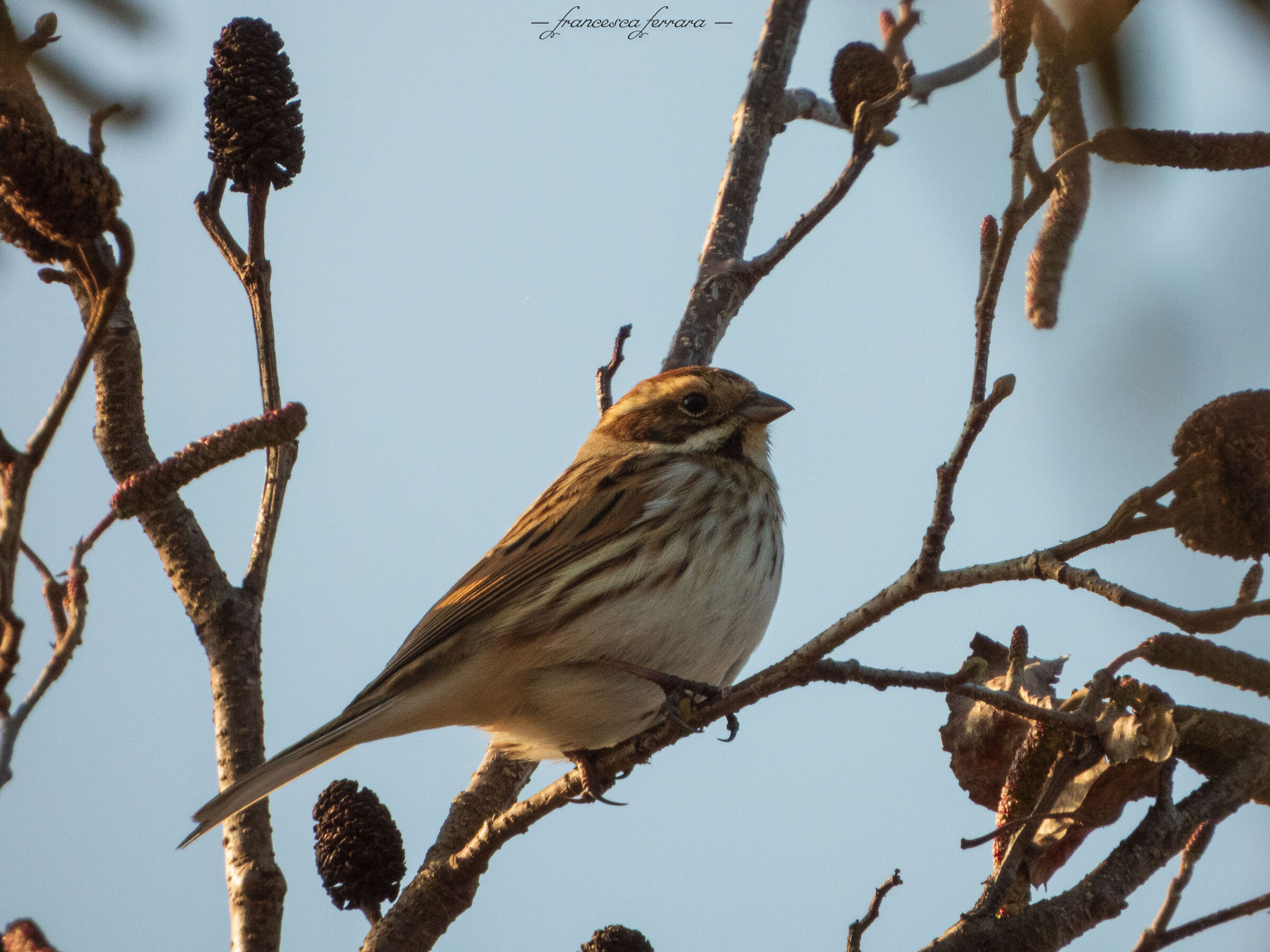 Migliarino di palude femmina (Emberiza Schoeniclus)