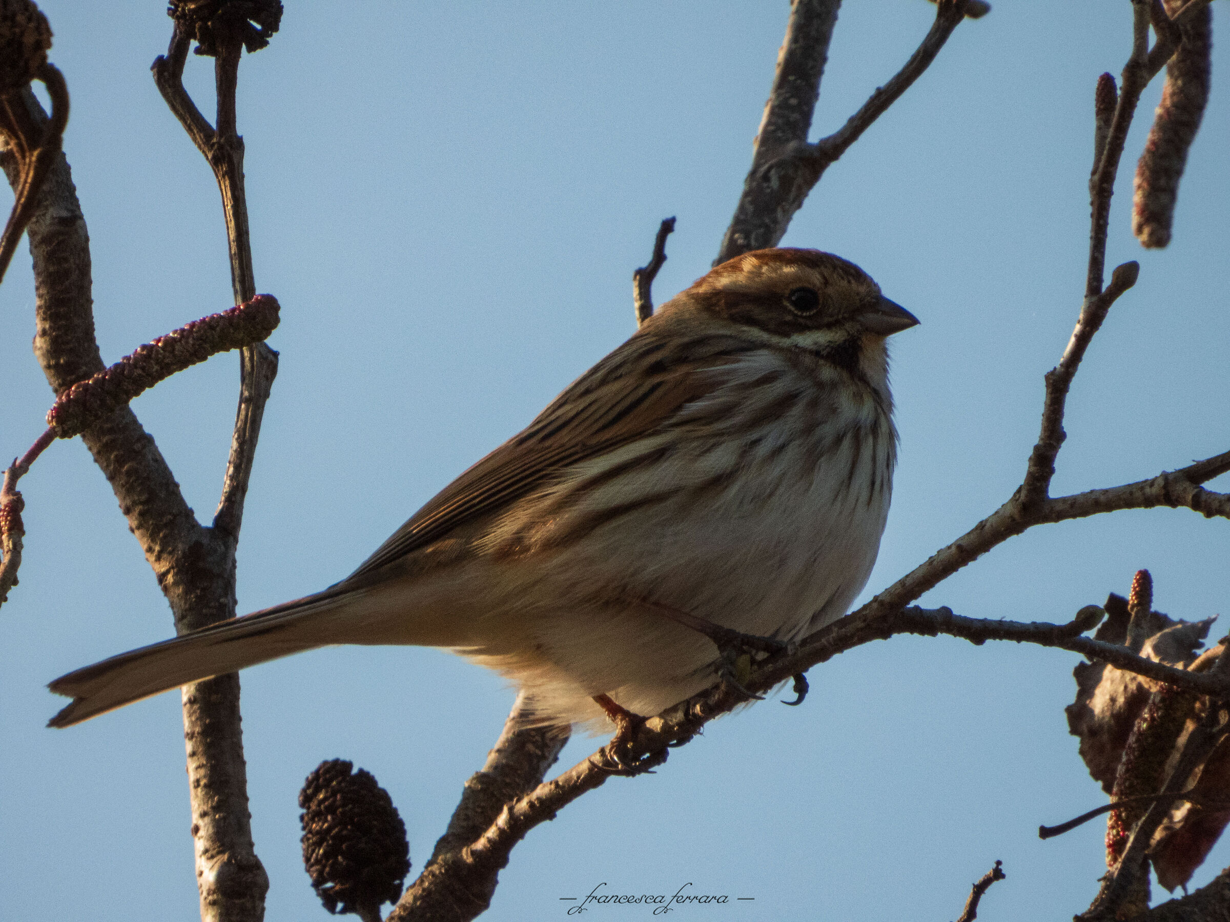 Migliarino di palude femmina (Emberiza Schoeniclus)_2