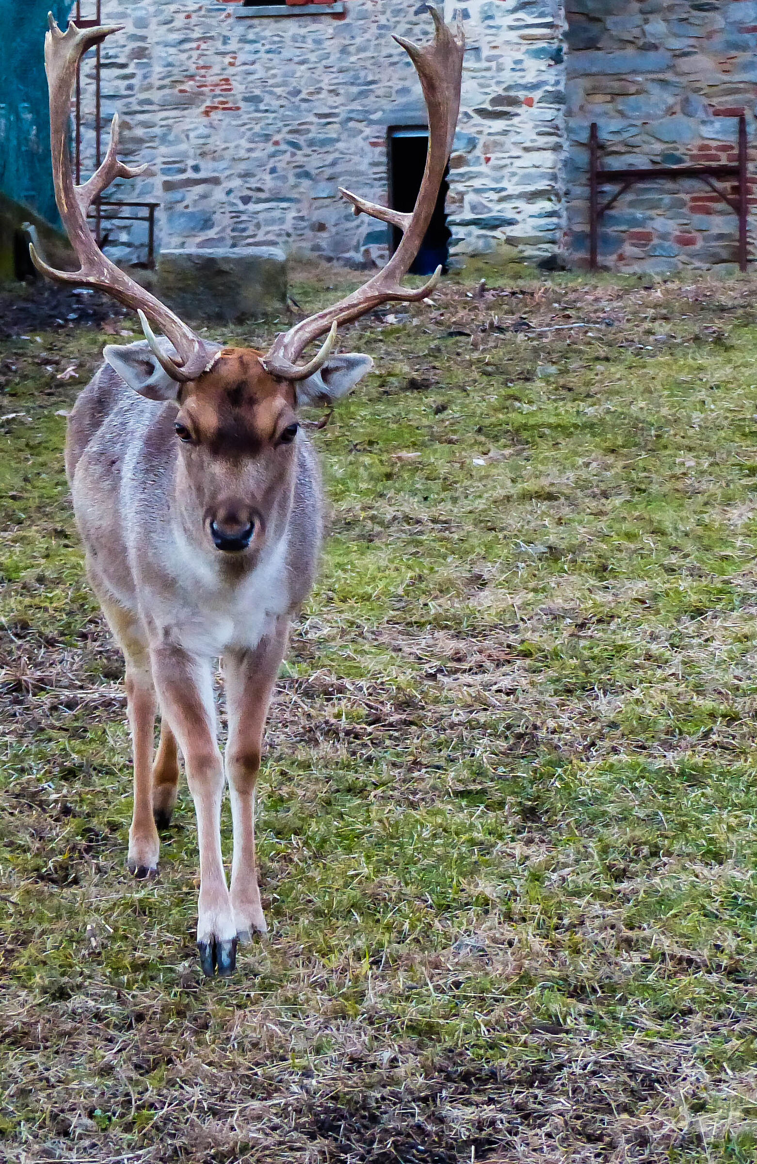 Deer