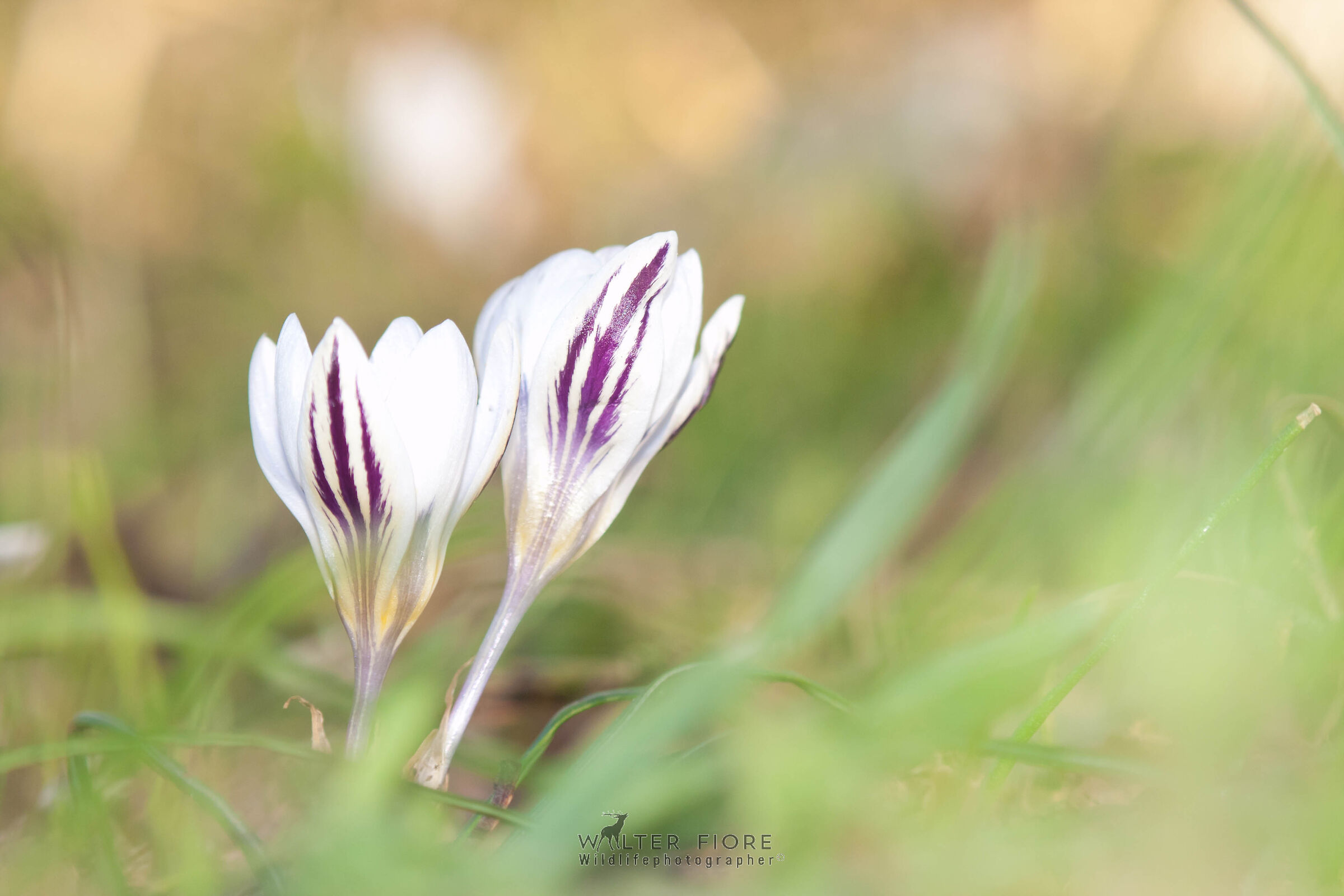 Crocus biflorus of late February