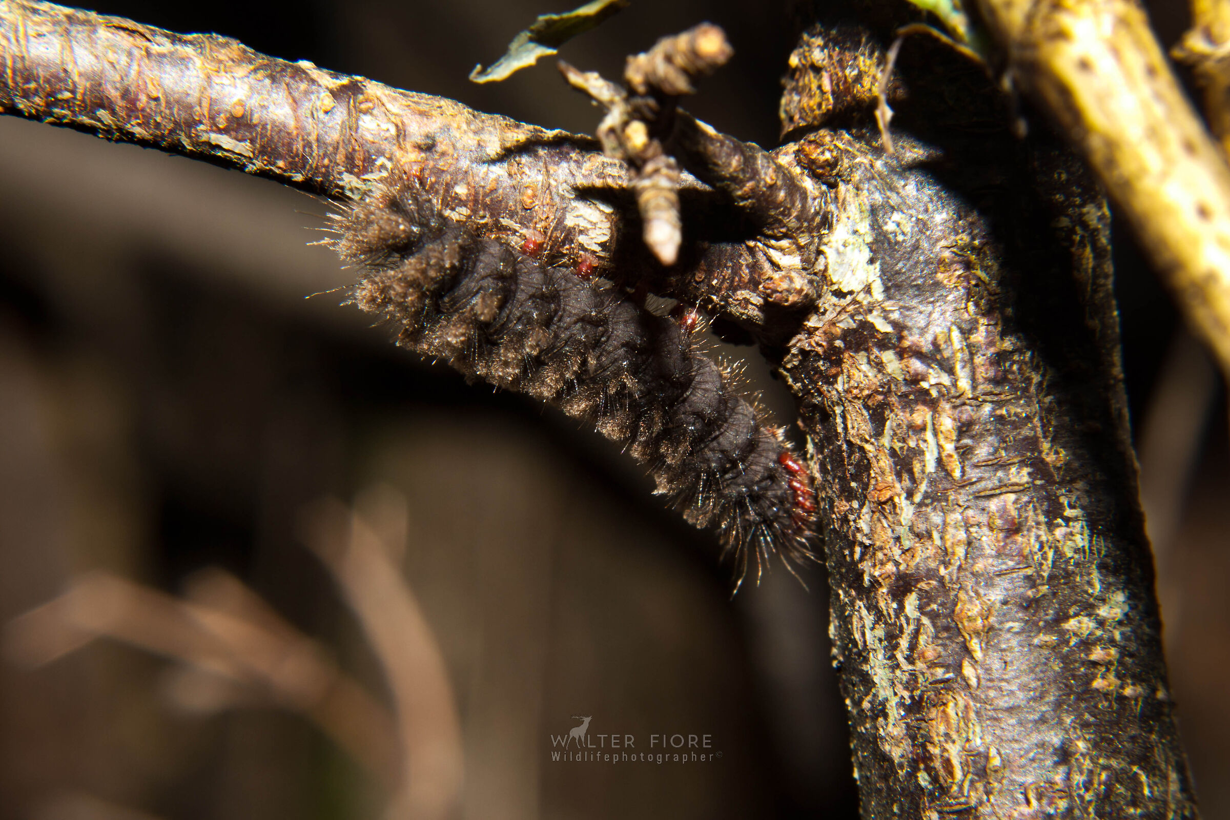 Caterpillar of Villica Water