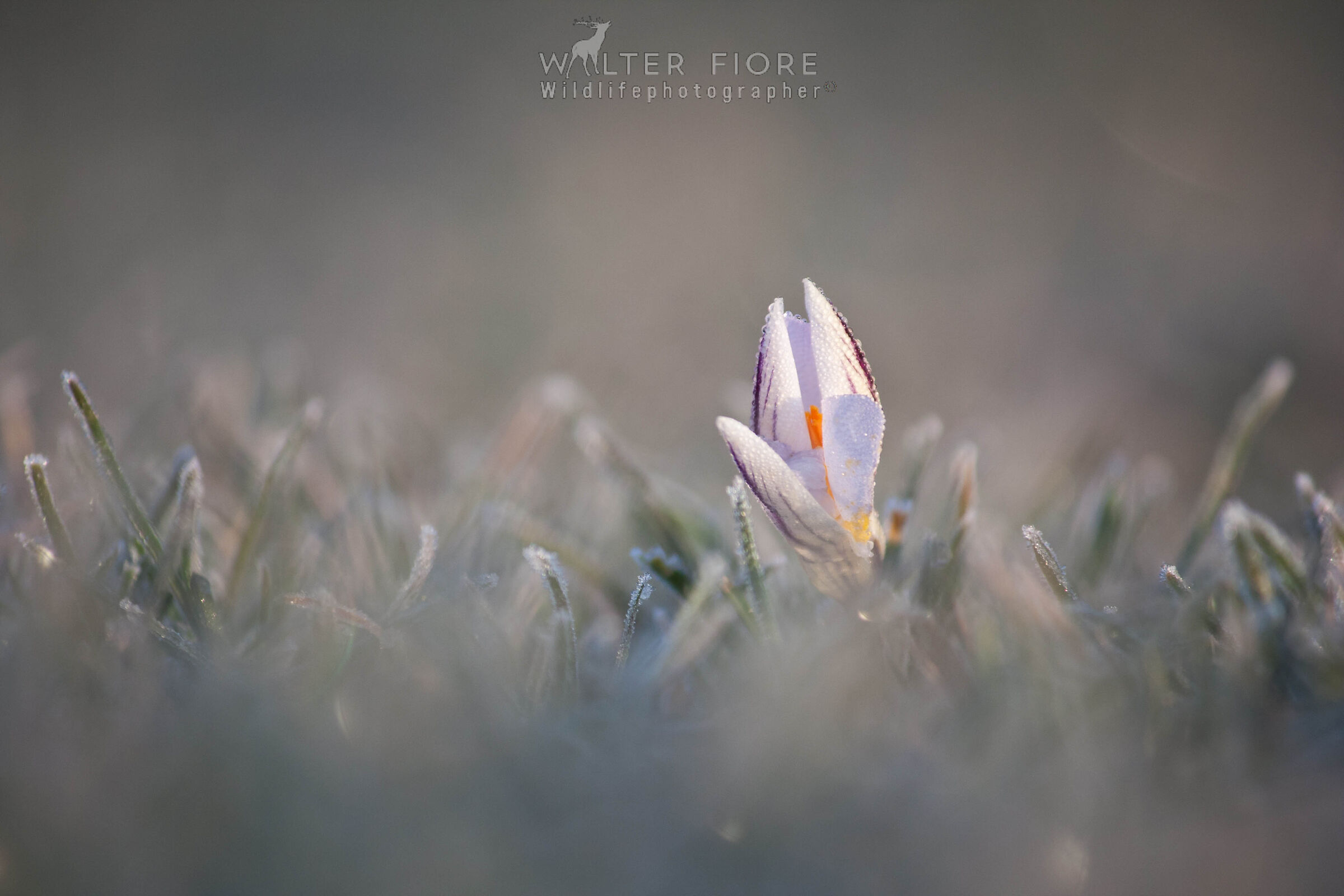 Crocus biflorus brinato.