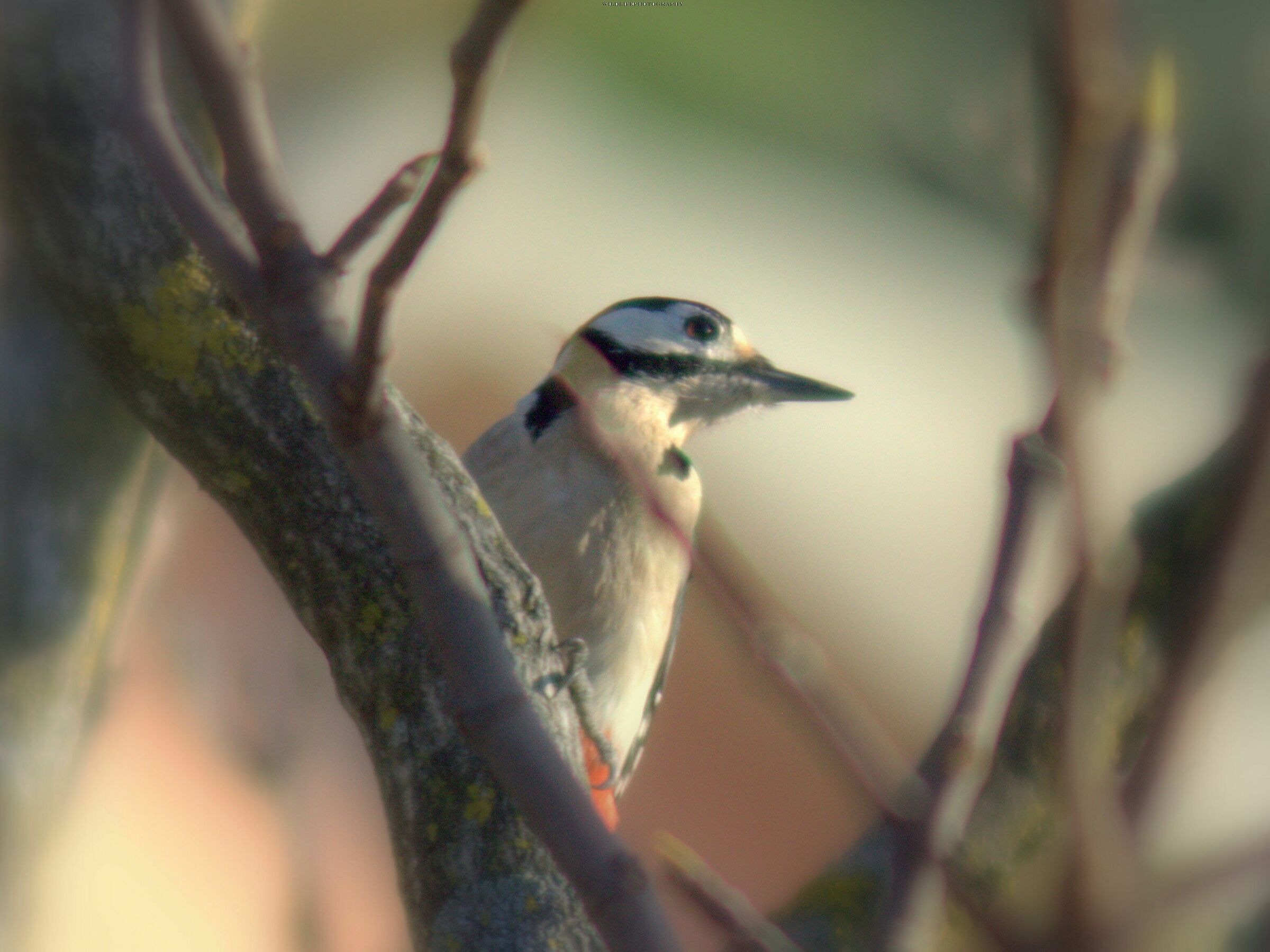 Greater red woodpecker