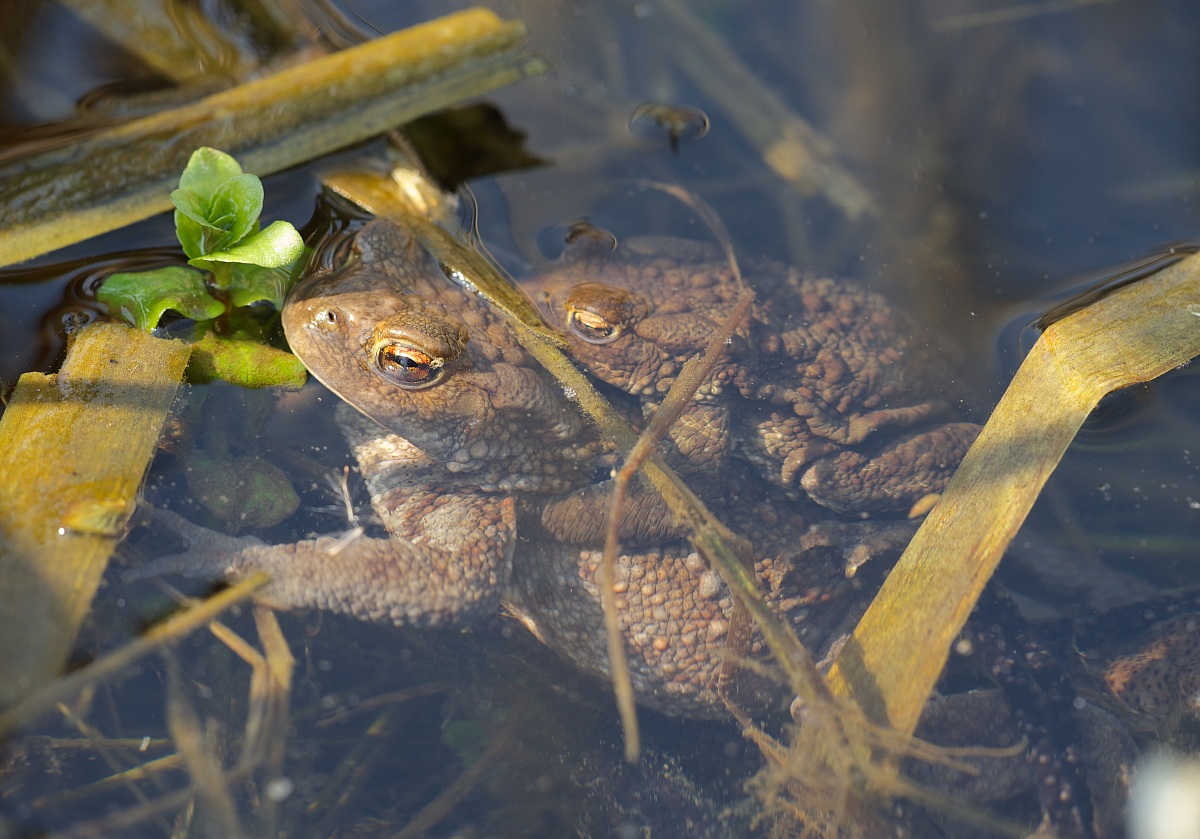 Common toad (Bufo bufo) coupling
