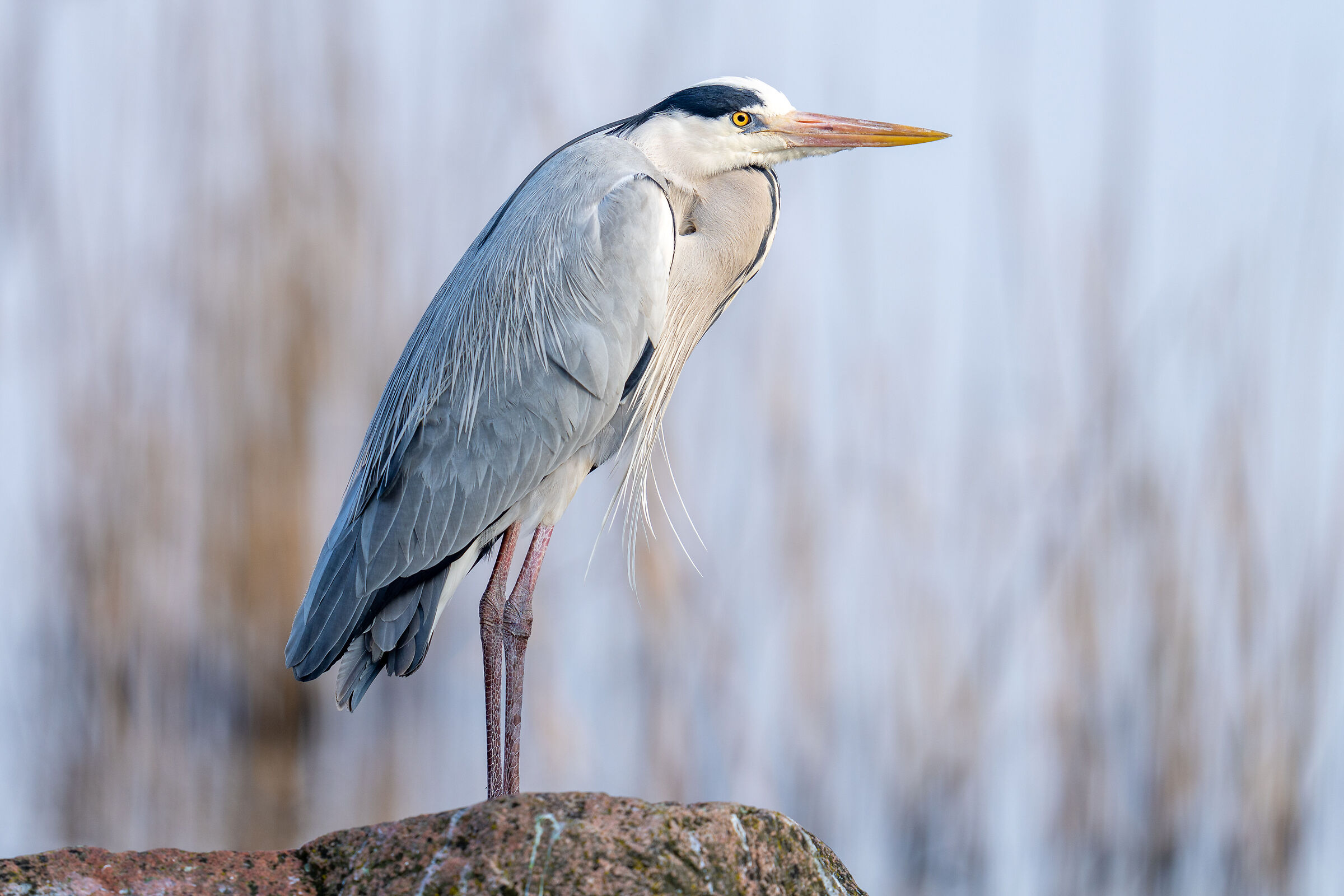 Heron cenerino (Ardea cinerea) 21.02.21 Lake Varese