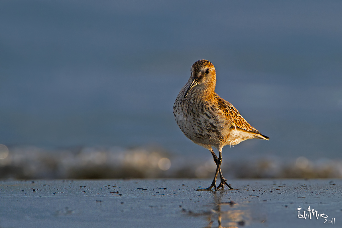 Dunlin at dawn - Viareggio