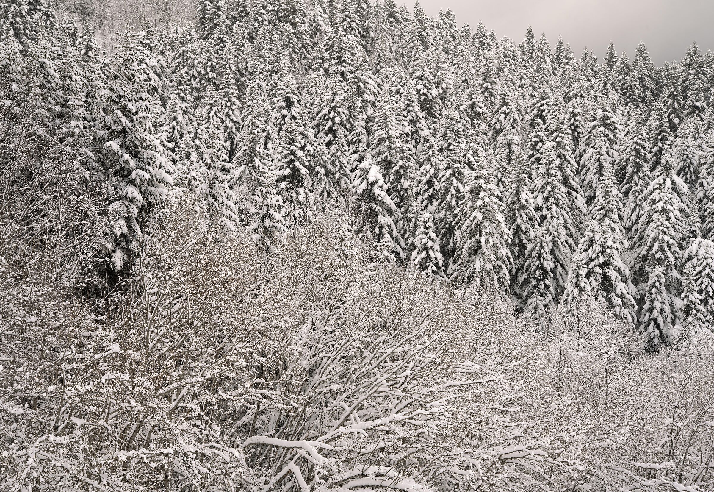 incanto invernale
