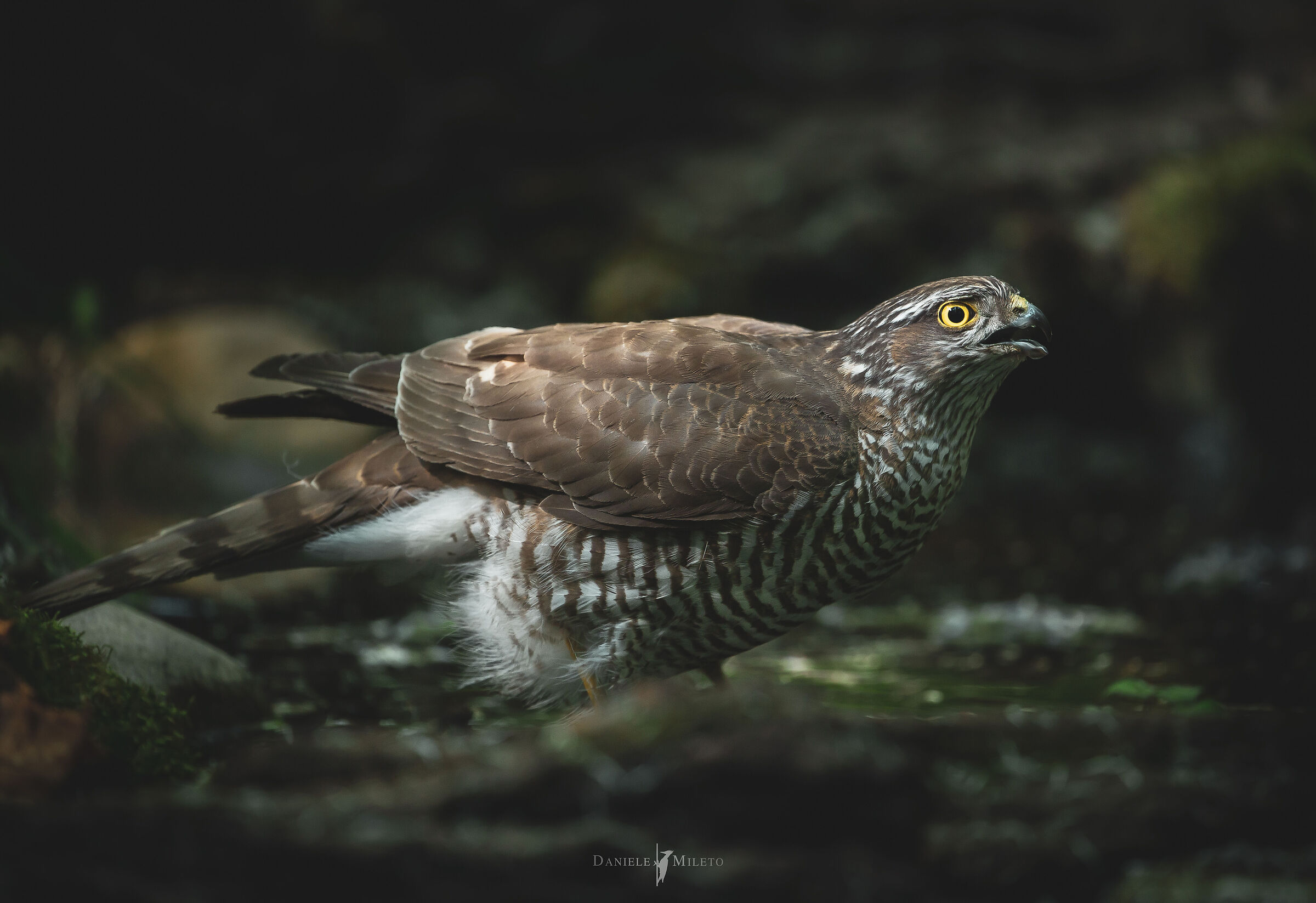 The King of My Woods Sparrowhawk at the Pool