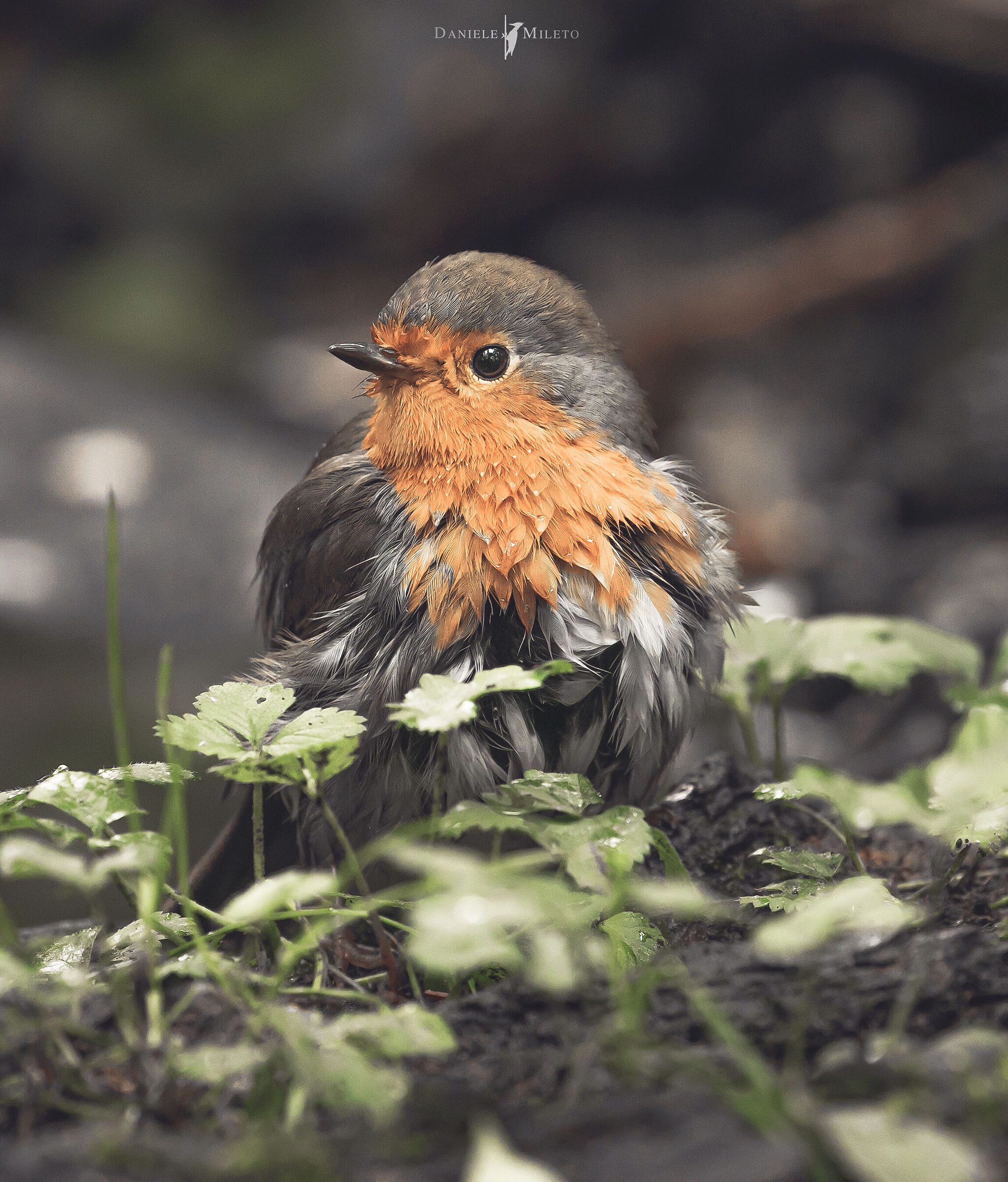 Autumn robin