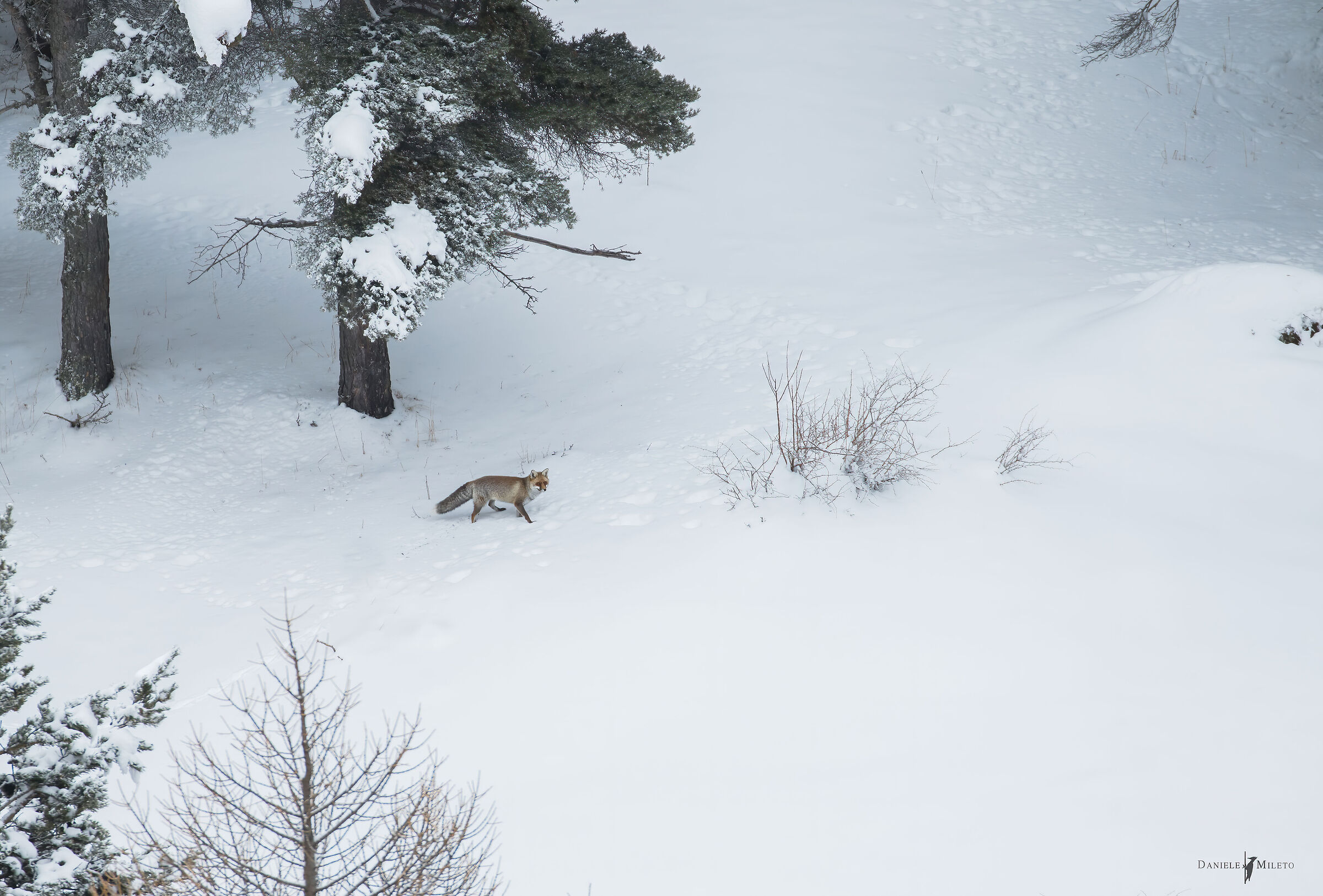 fiaba in bianco e nero..e rosso (Volpe rossa)