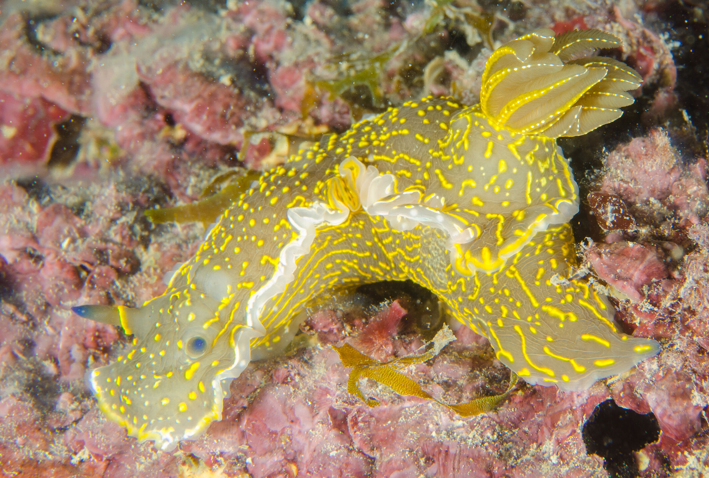 Nudibranco