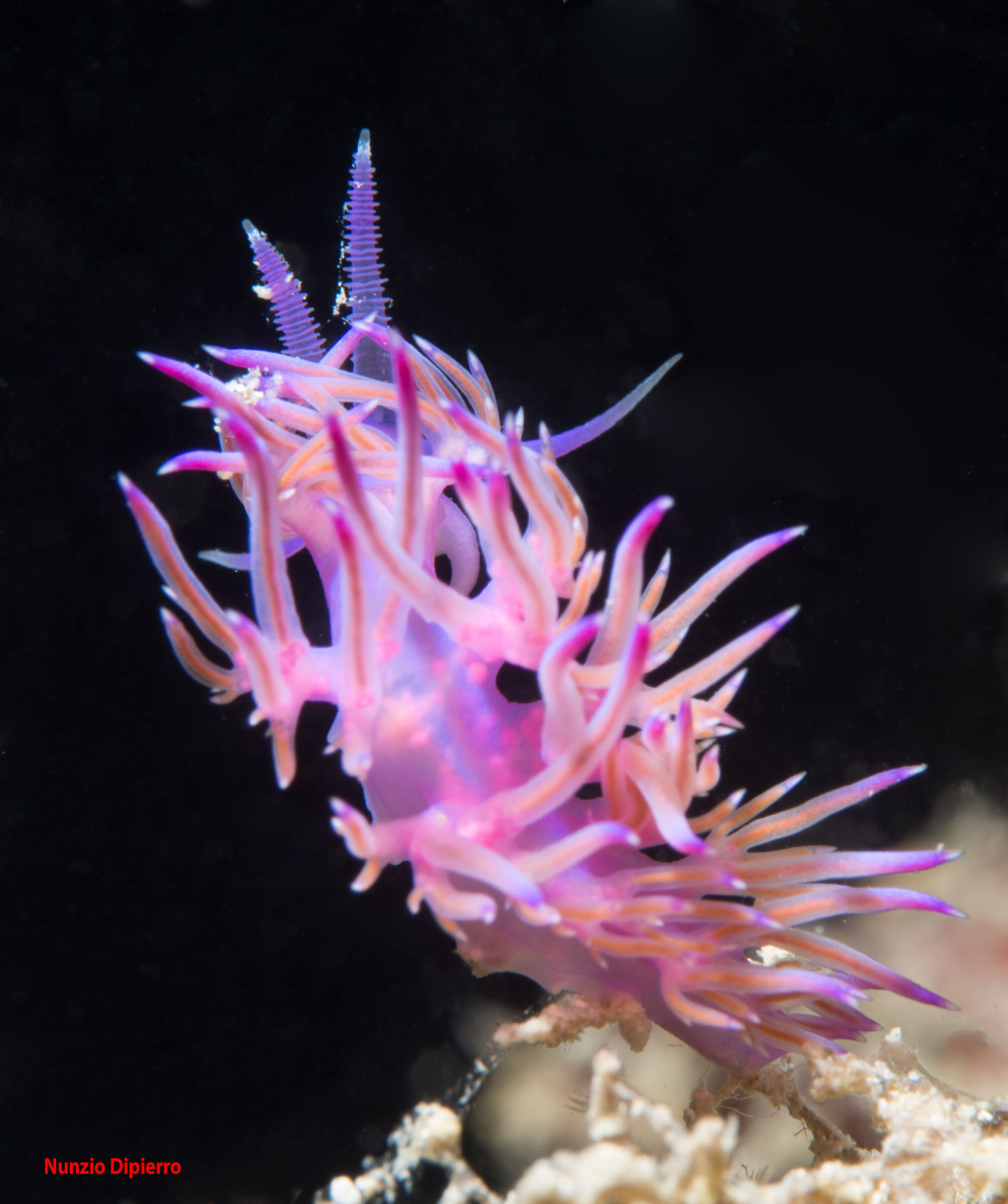 Flabellina, California