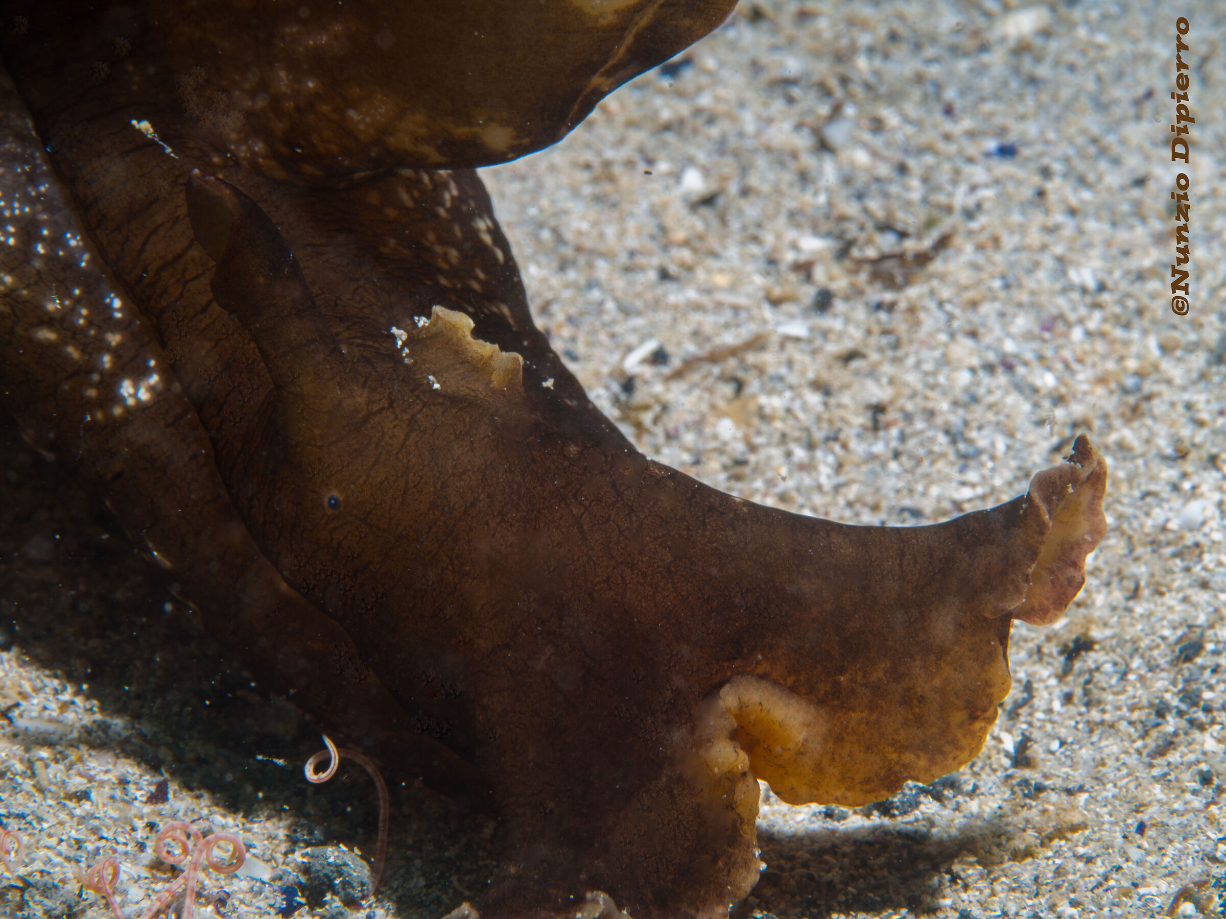 Sea hare