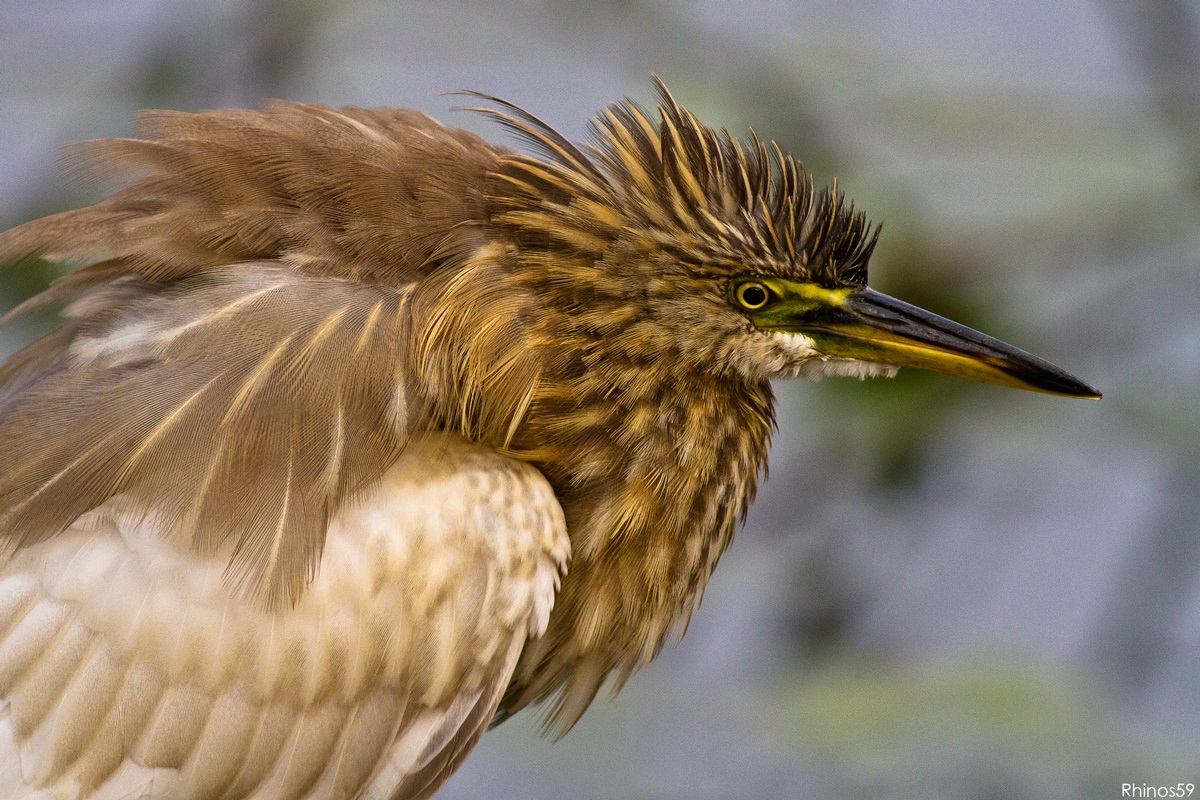 Indian Pond Heron (Ardeola grayii) 3