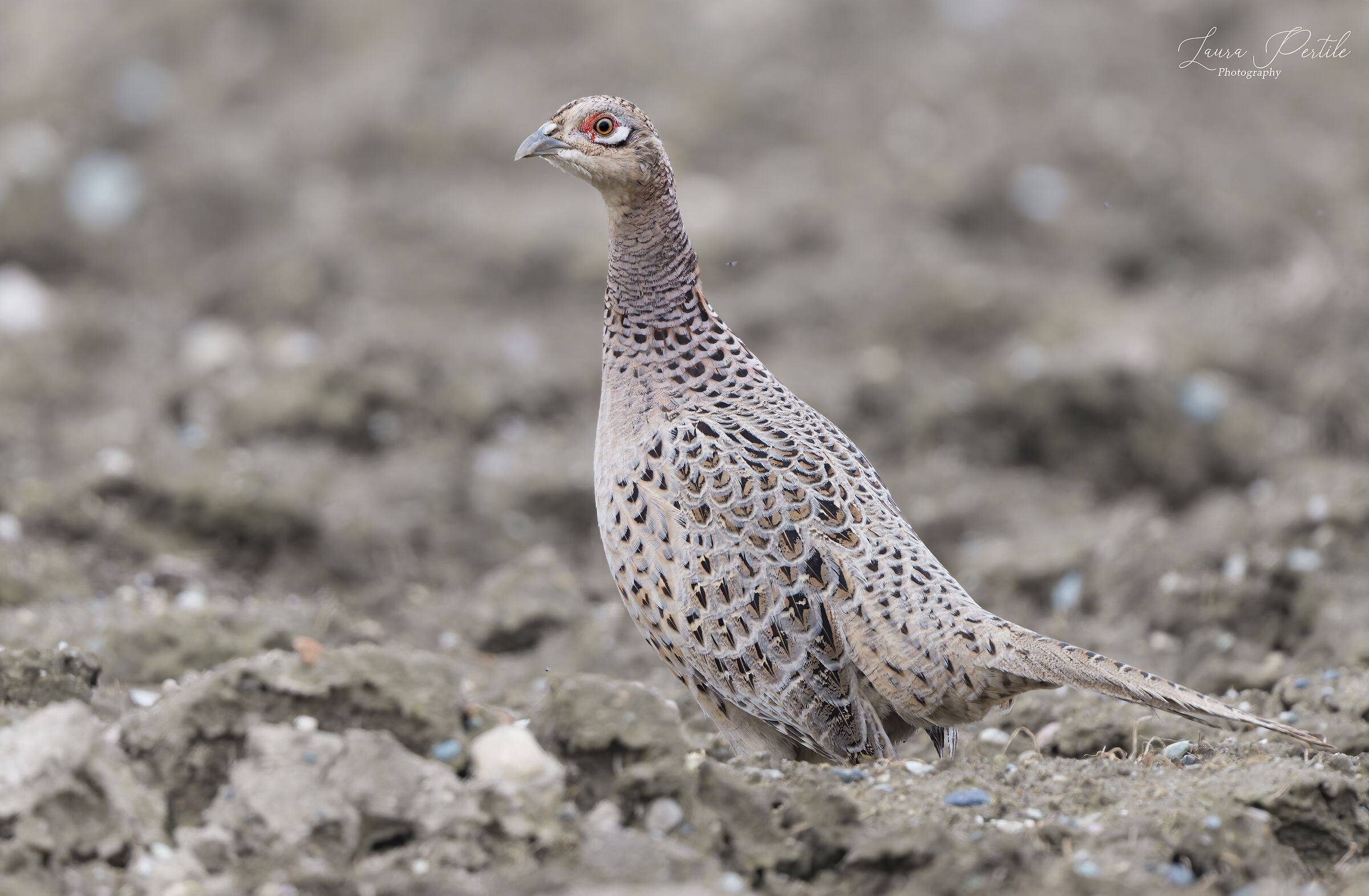 Female Pheasant