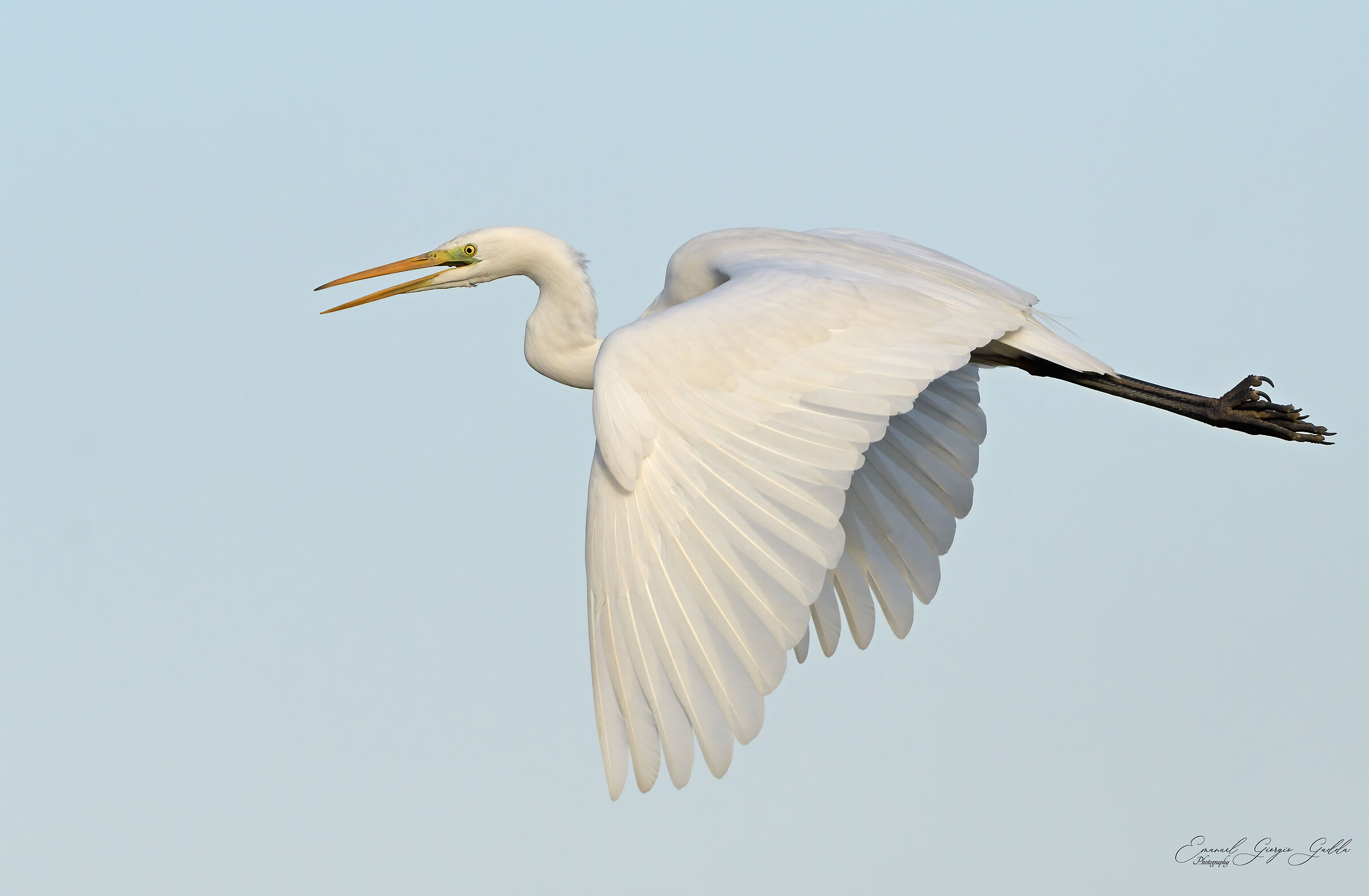 Greater white heron