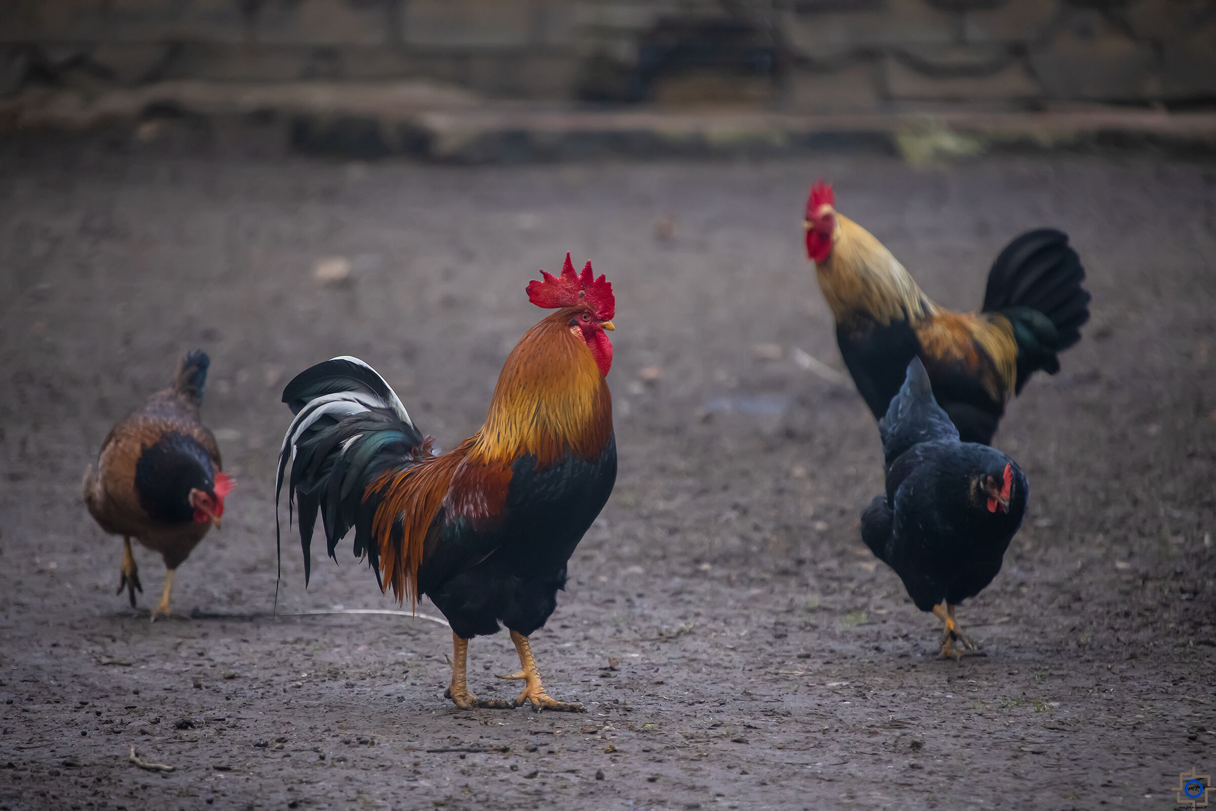 Due galli in un pollaio?? Mmmm