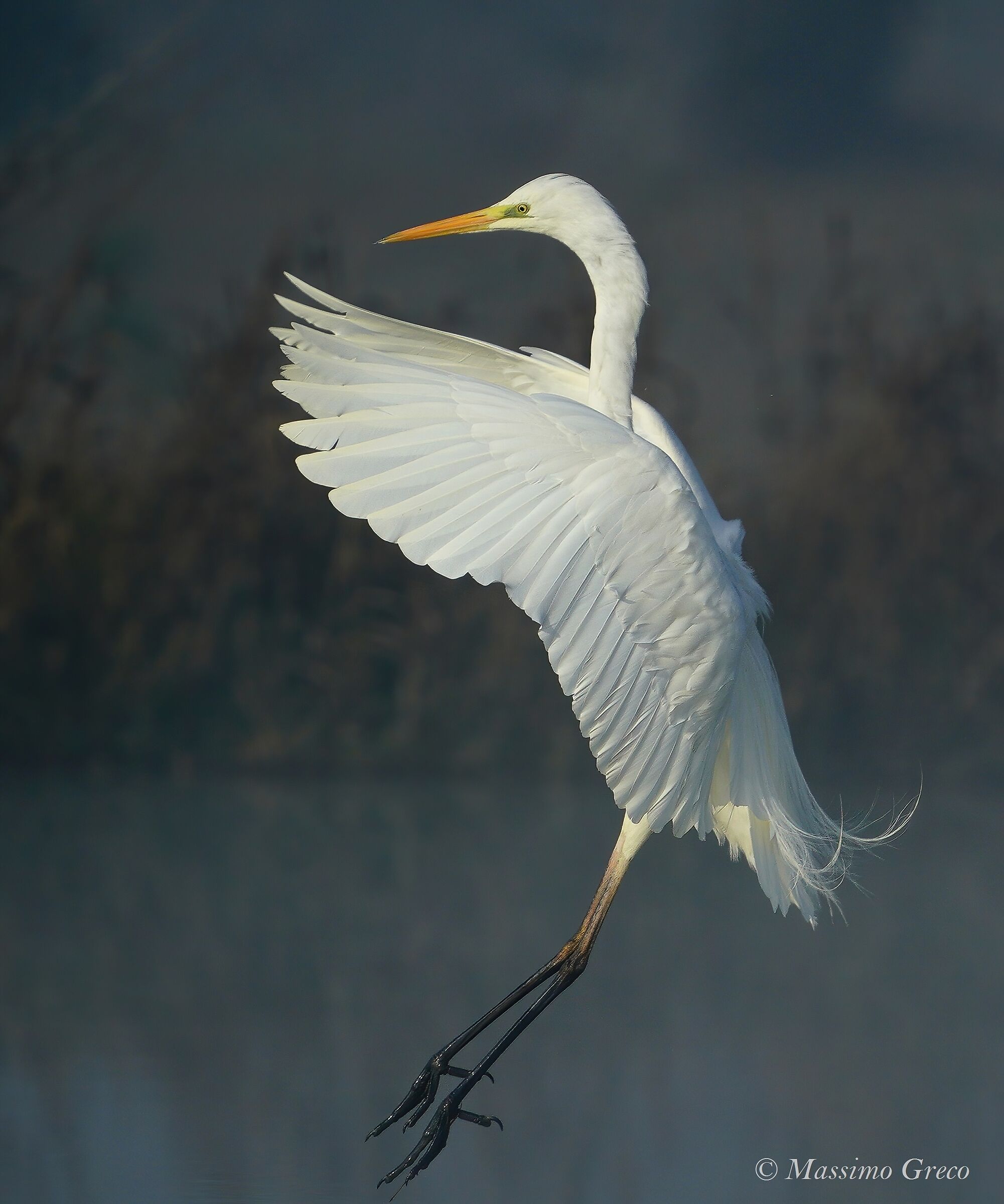 Airone bianco in ammaraggio