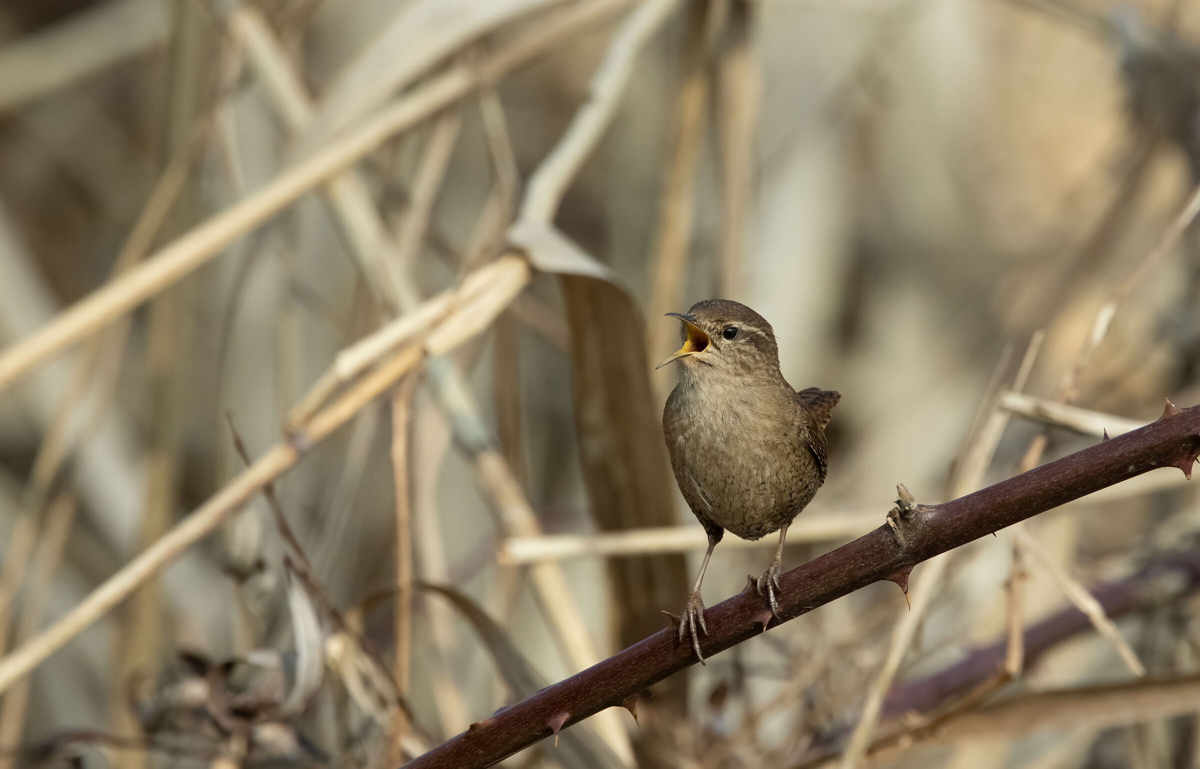 Scricciolo (Troglodytes troglodytes)
