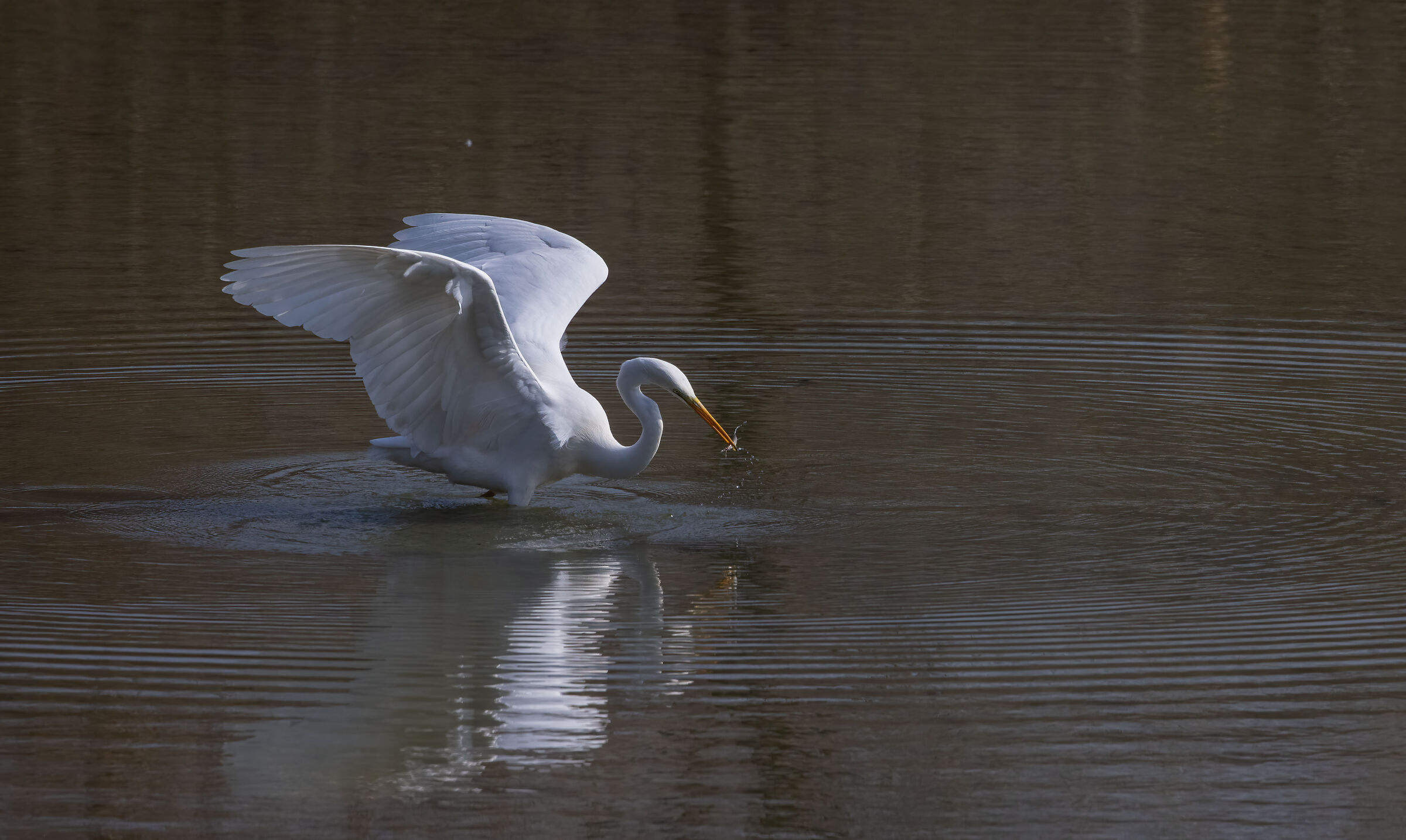 Airone bianco maggiore (Ardea alba)