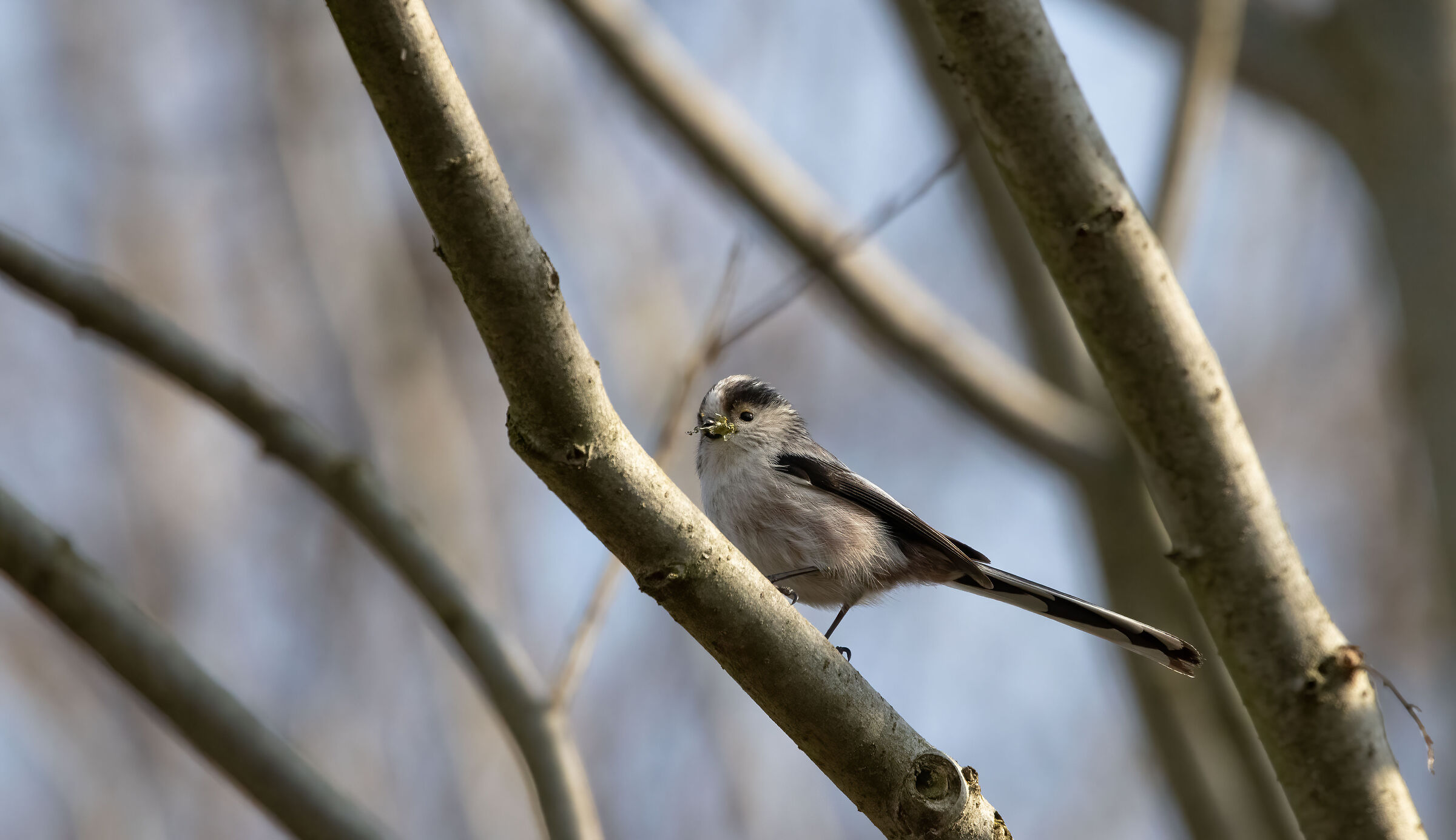 Codibugnolo (Aegithalos caudatus)