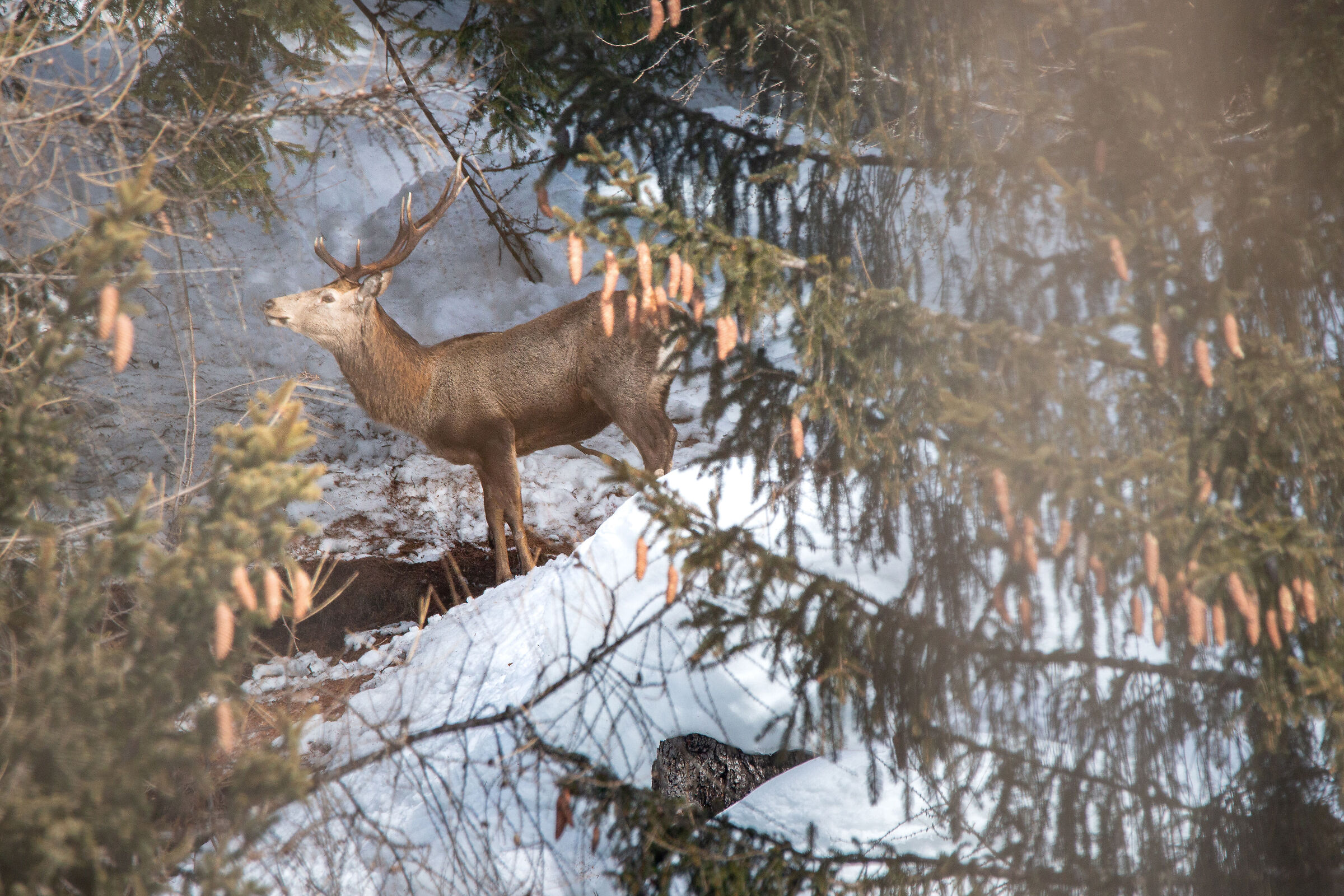 Appearance in the woods